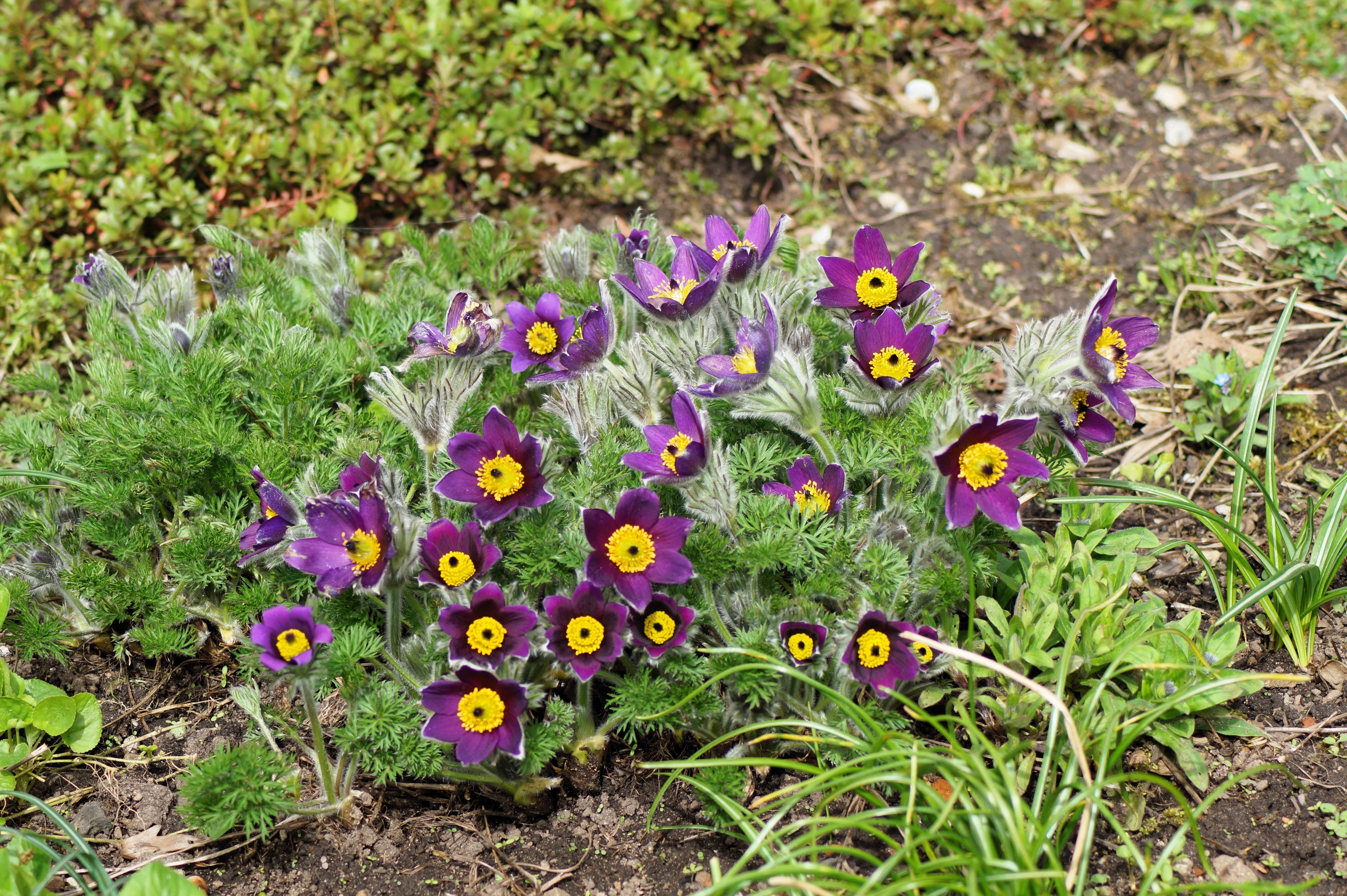 25 VIOLET ANEMONE Pulsatilla Vulgaris Purple PASQUE Flower Seeds