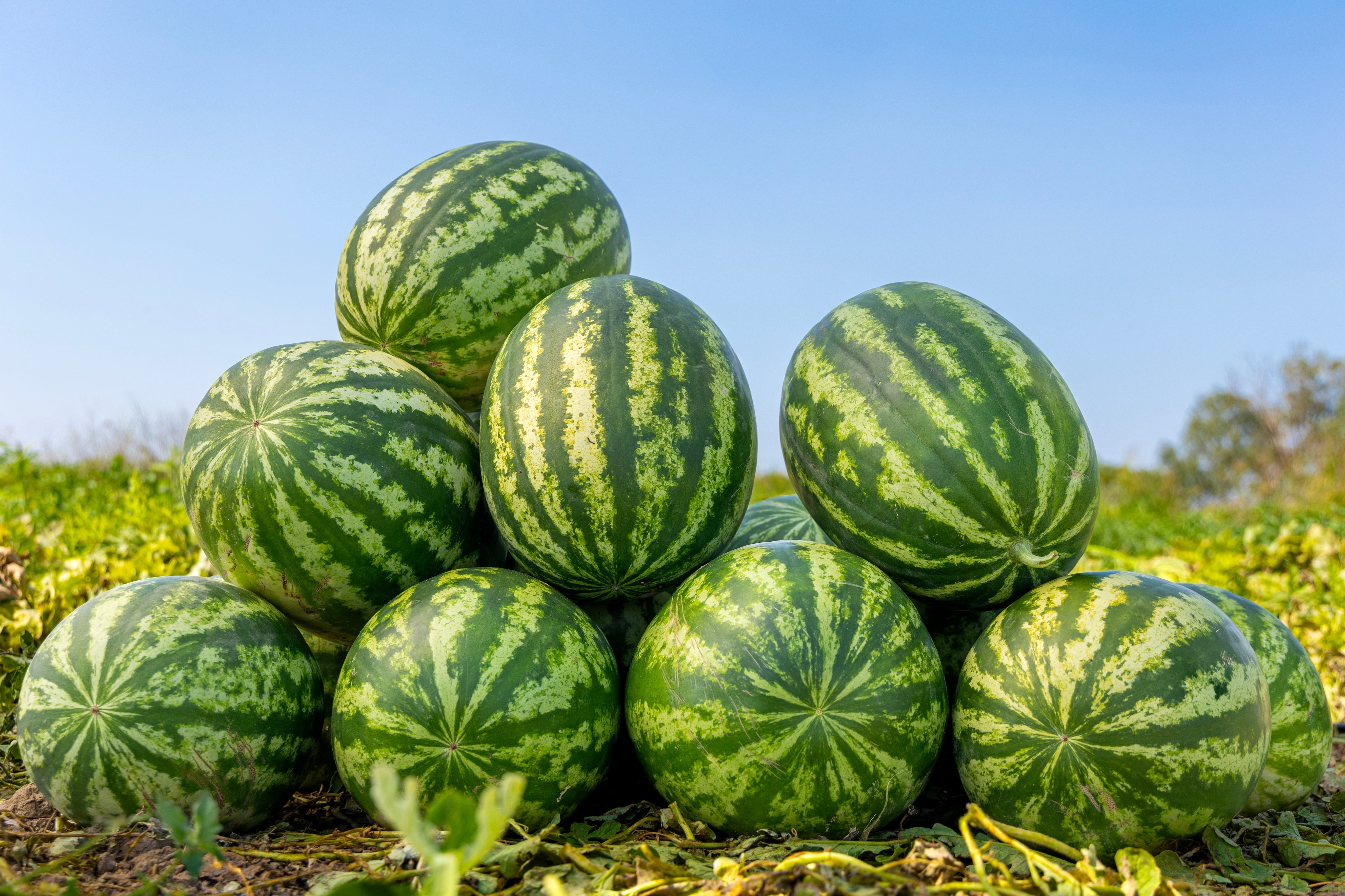 50 Yellow Flesh YELLOW CRIMSON WATERMELON Melon Fruit Vine Seeds
