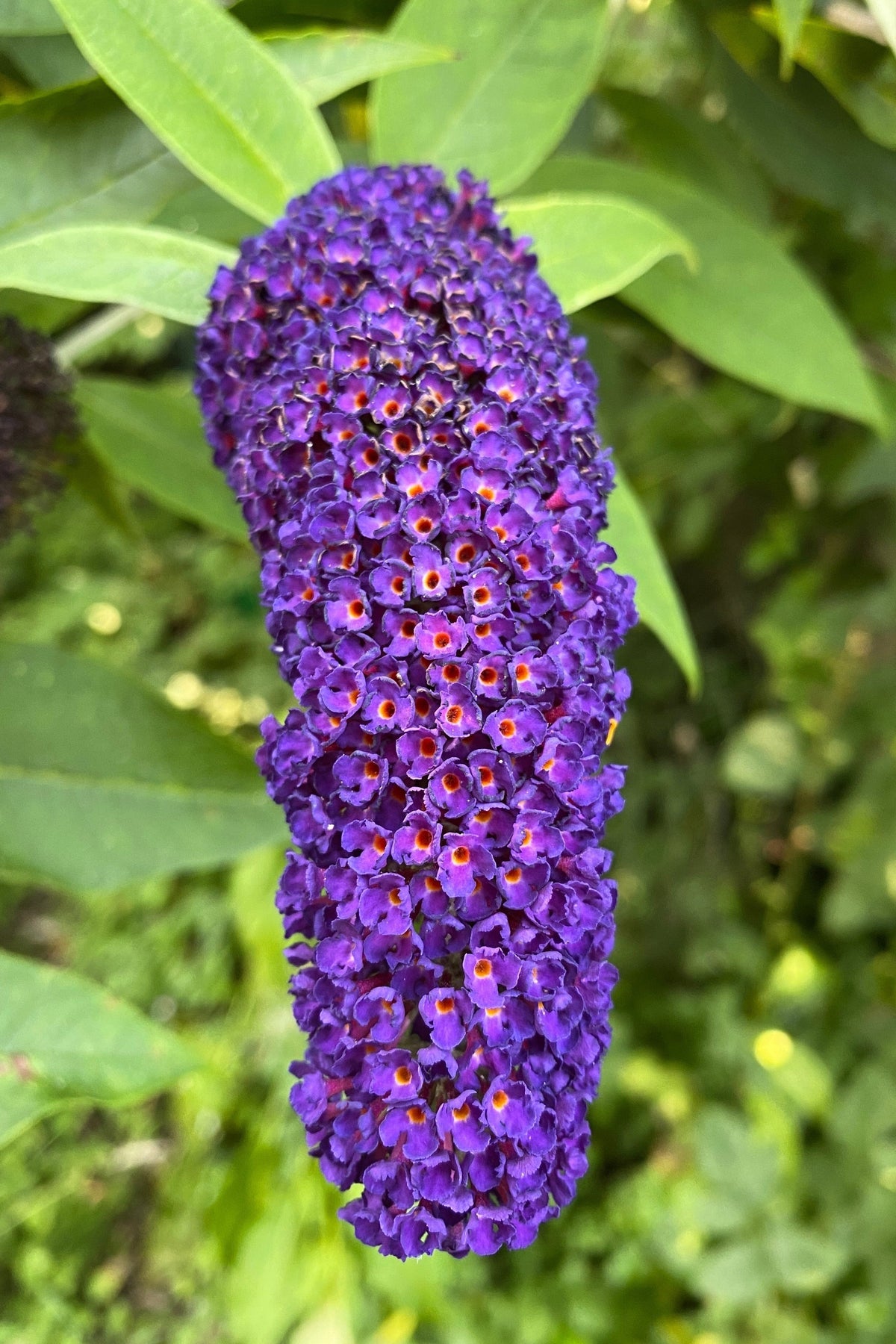 50 Dark PURPLE BUTTERFLY BUSH Buddleja Davidii Hummingbird Shrub Fragrant Flower Seeds