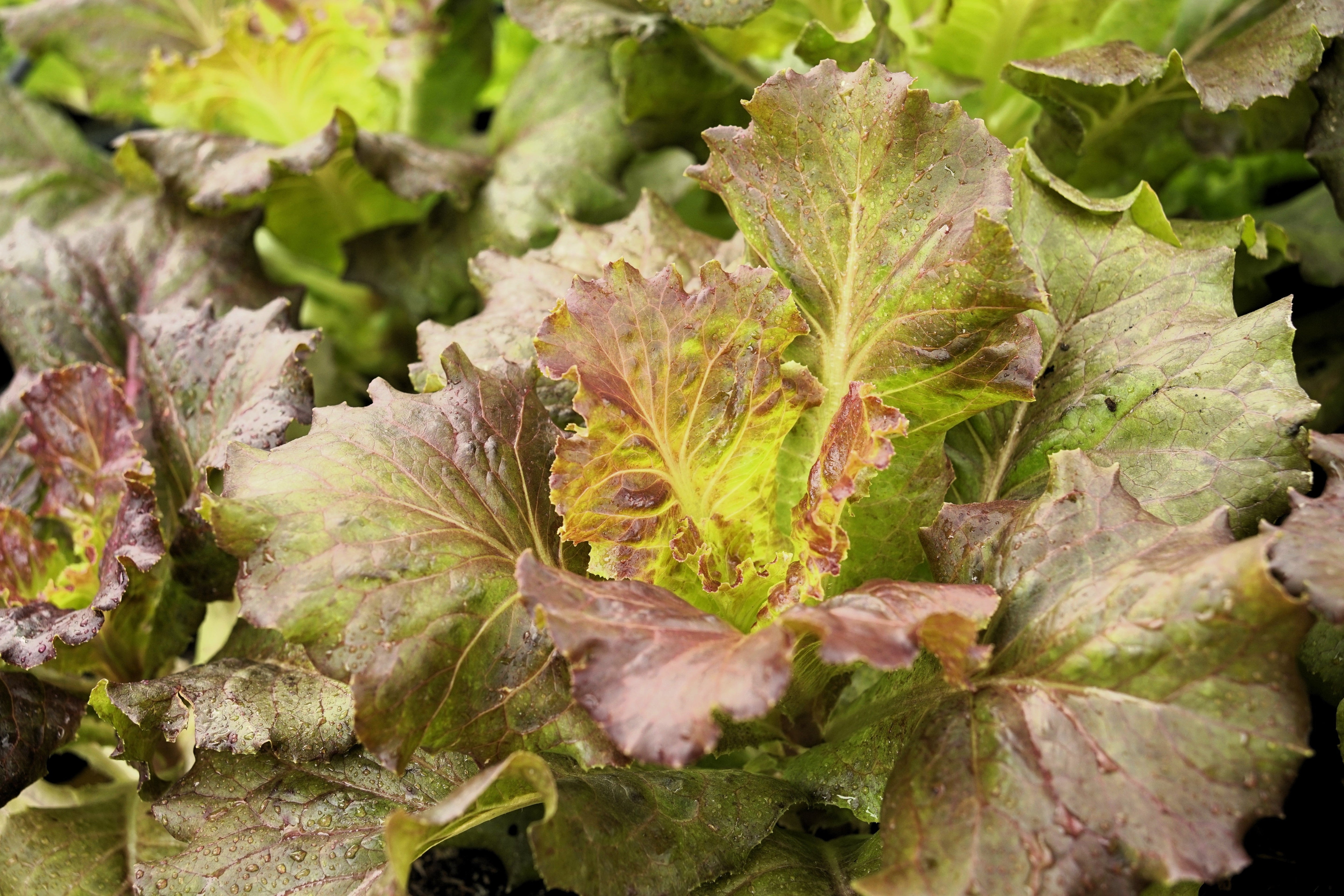 3000 BRONZE MIGNONETTE LETTUCE Butterhead Lactuca Sativa Vegetable Seeds