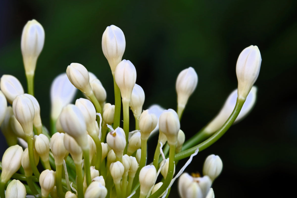 25 WHITE LILY of the NILE Agapanthus Orientalis African Lily Flower Seeds