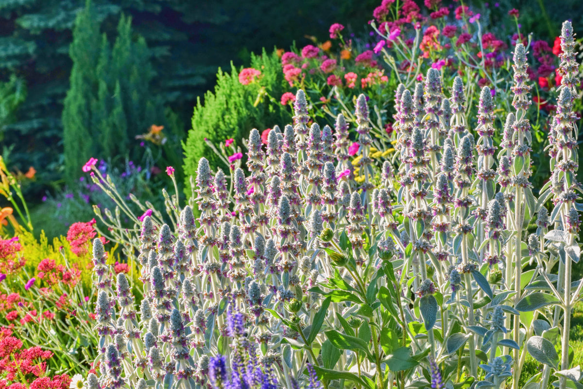 100 Wolly LAMBS EAR Stachys Byzantina Silvery Fuzzy Leaves Purple Flower Seeds