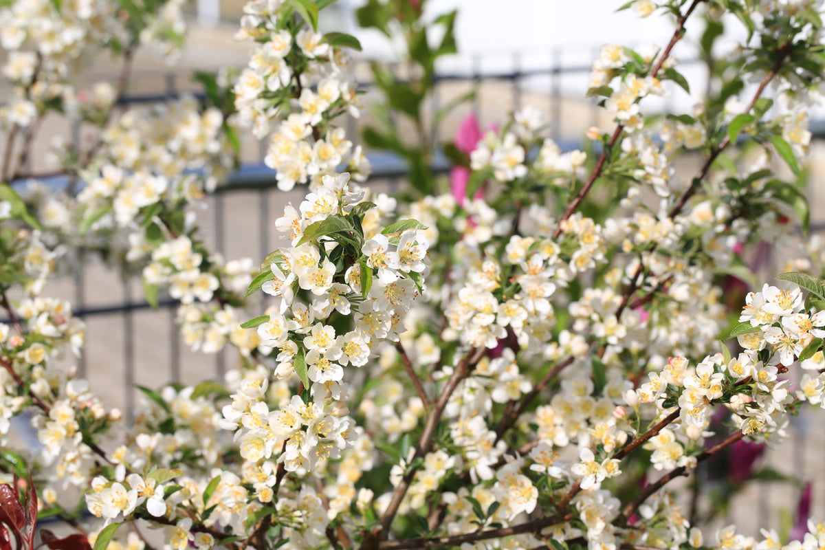 30 Sargent CRAB APPLE Shrub Hummingbird Flower White Red Malus Sargentii Seeds