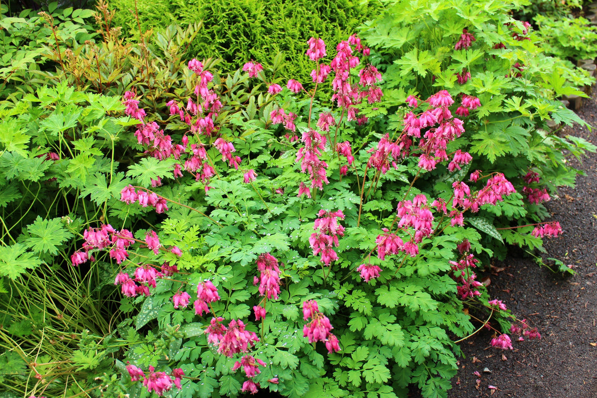 10 Pink FRINGED Fern Leaf BLEEDING HEART Dicentra Eximia Fernleaf Sun or Shade Flower Seeds