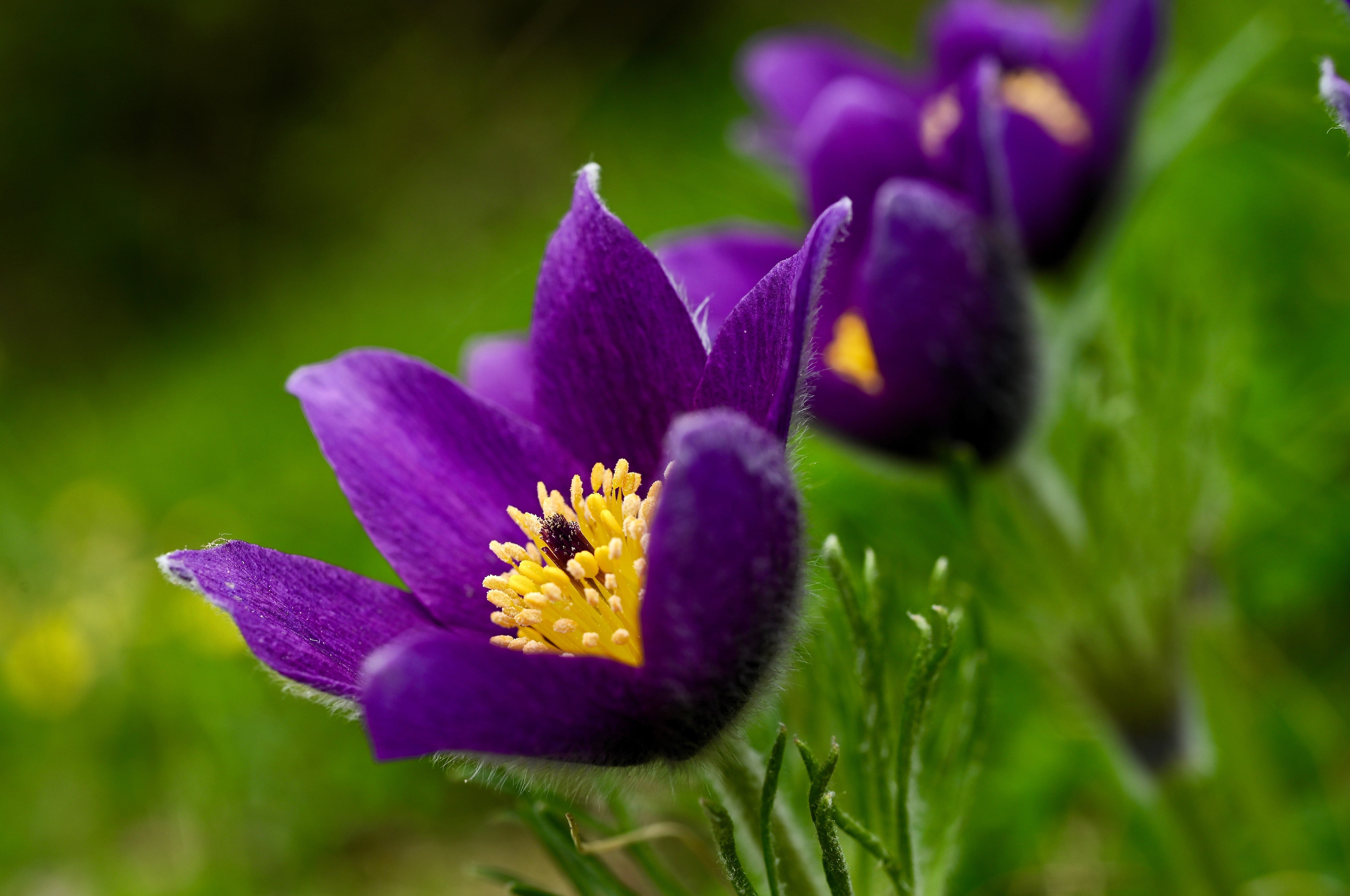 25 VIOLET ANEMONE Pulsatilla Vulgaris Purple PASQUE Flower Seeds