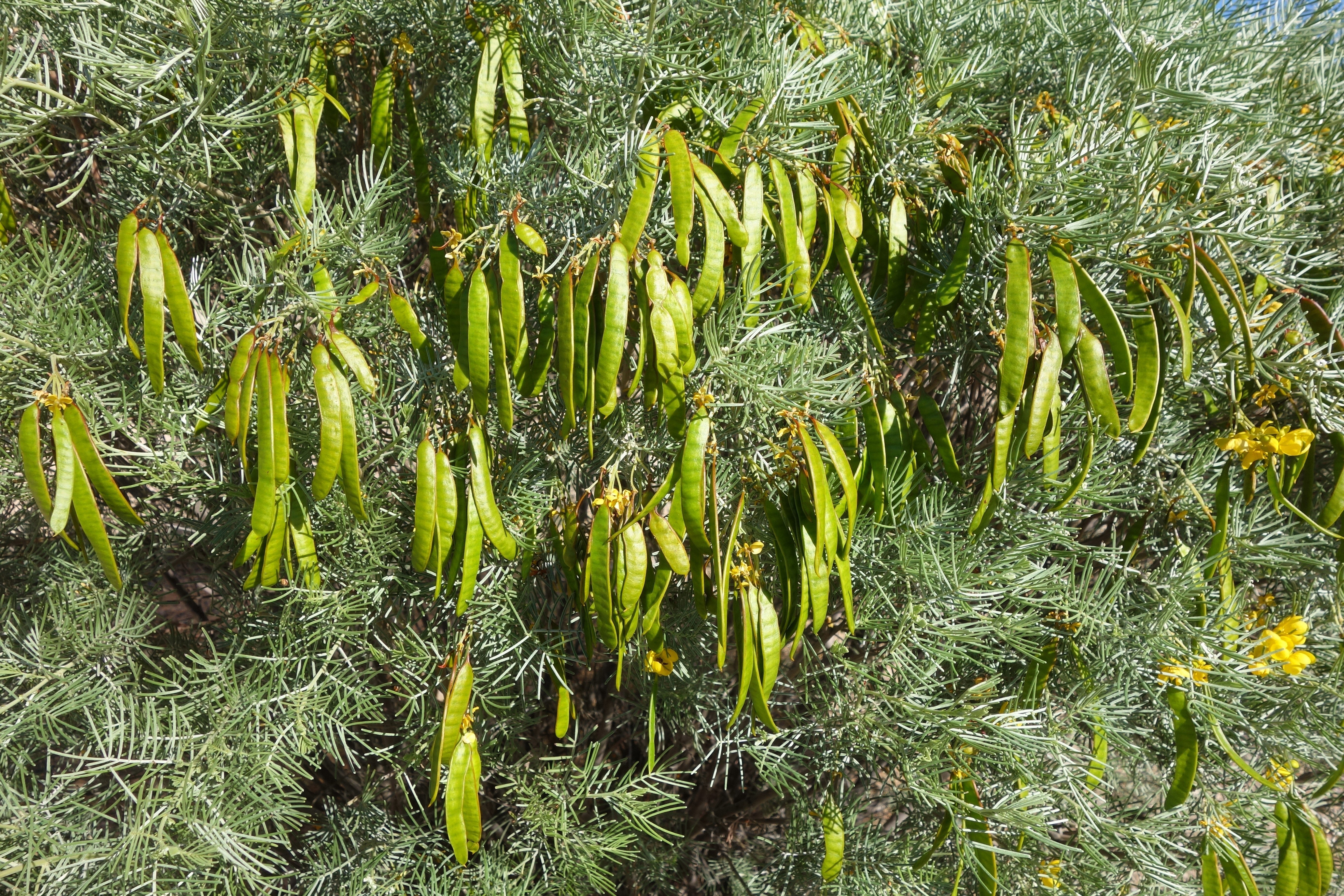 50 Yellow FEATHERY Silver CASSIA Green Senna Artemisioides Seeds