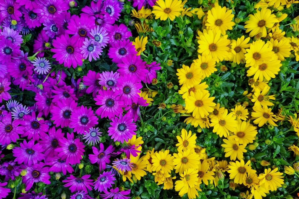 1000 MIXED AFRICAN DAISY ( Cape Marigold / Sun Marigold ) Dimorphotheca Sinuata Flower Seeds