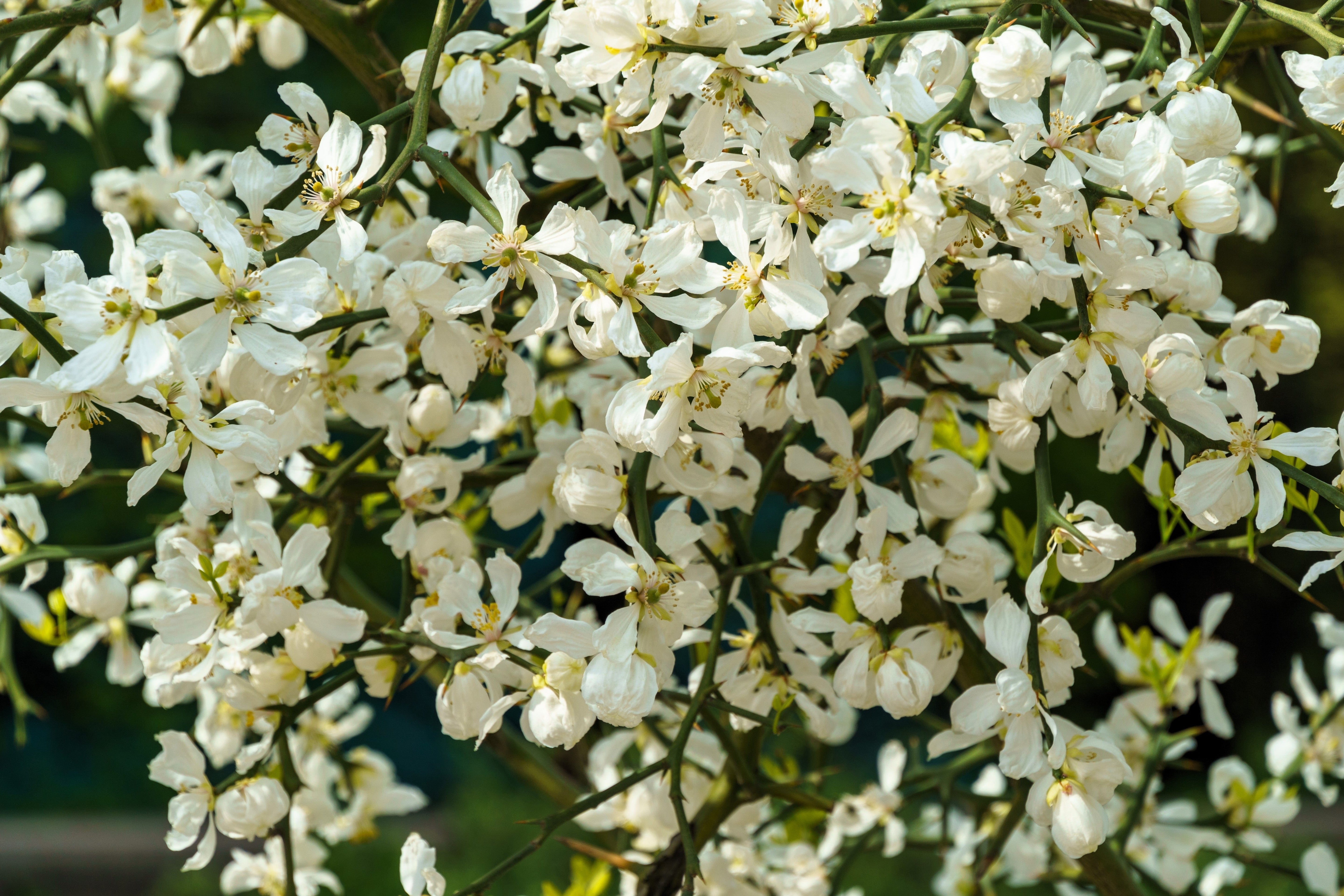 5 HARDY ORANGE TREE Trifoliate Citrus Trifoliata Poncirus Fruit White Flower Seeds