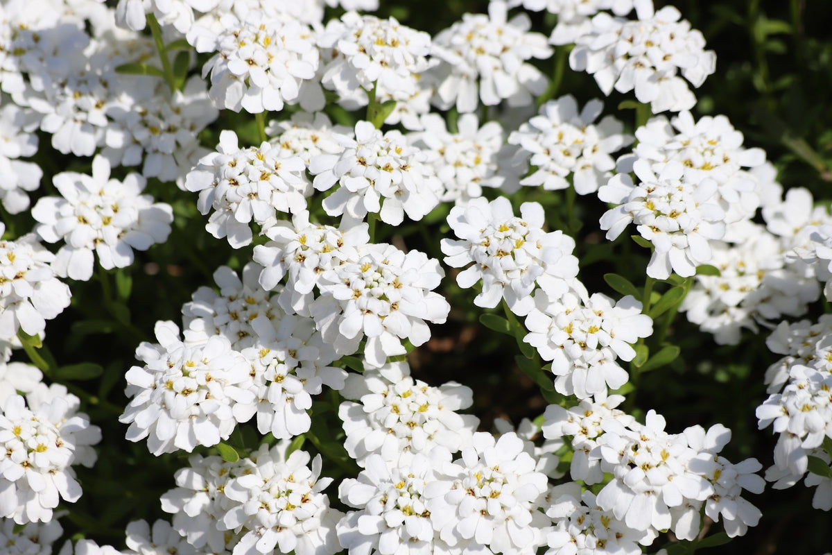 2000 Fairy DWARF MIX CANDYTUFT Iberis Umbellata Flower Seeds