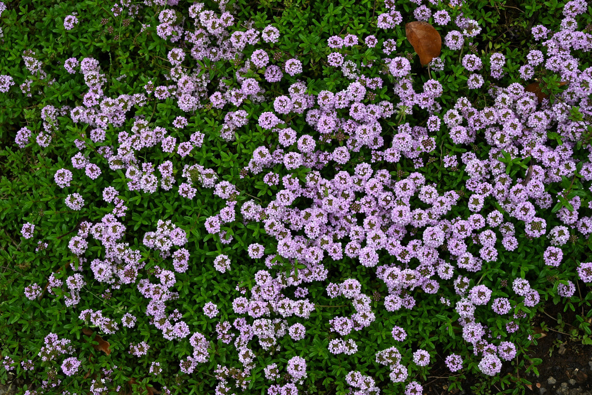1000 Common GARDEN THYME English, German, French, or Winter Thymus Vulgaris Herb Flower Seeds