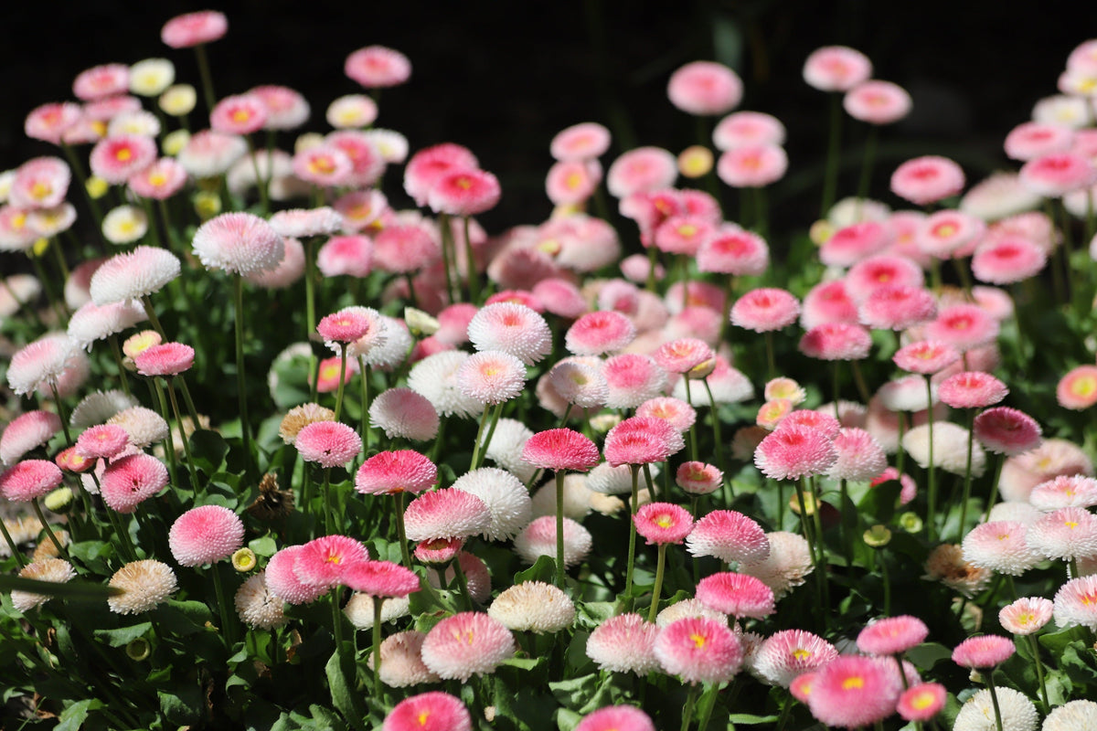 100 Strawberries & Cream ENGLISH DAISY Bellis Perennis Flower Seeds