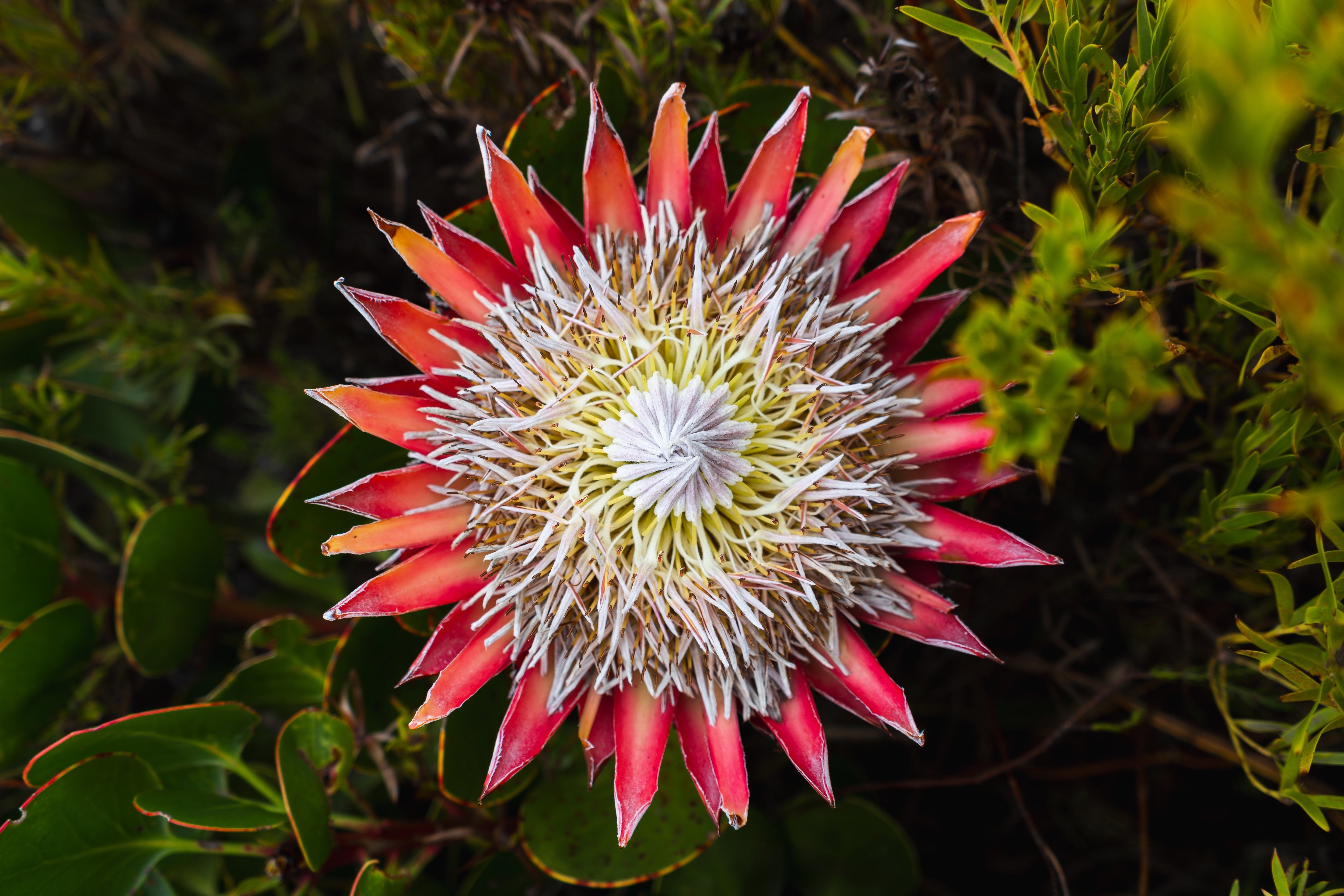 5 Giant KING PROTEA Cynaroides Sugarbush Rare 12" Flower Seeds