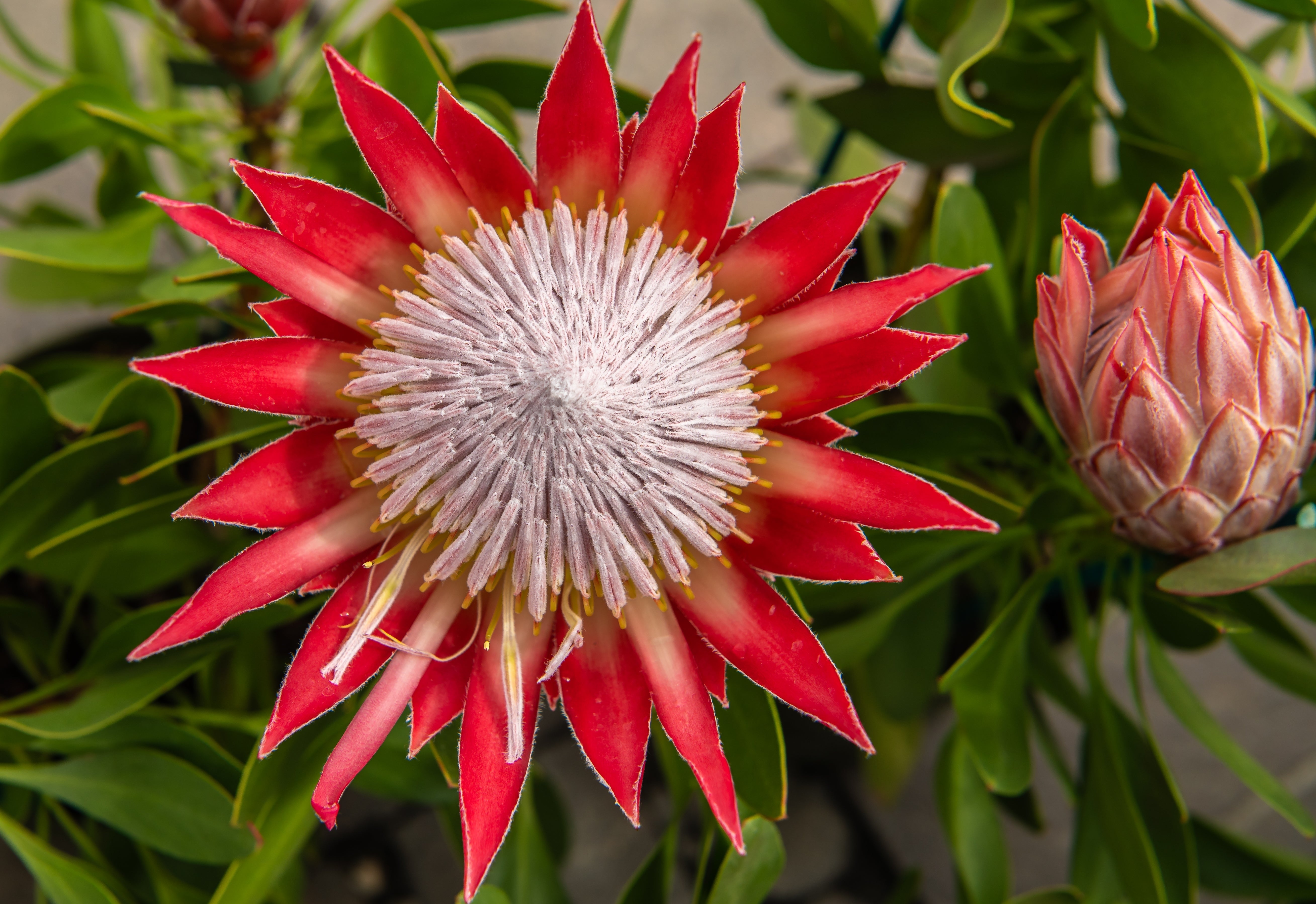 5 Giant KING PROTEA Cynaroides Sugarbush Rare 12" Flower Seeds
