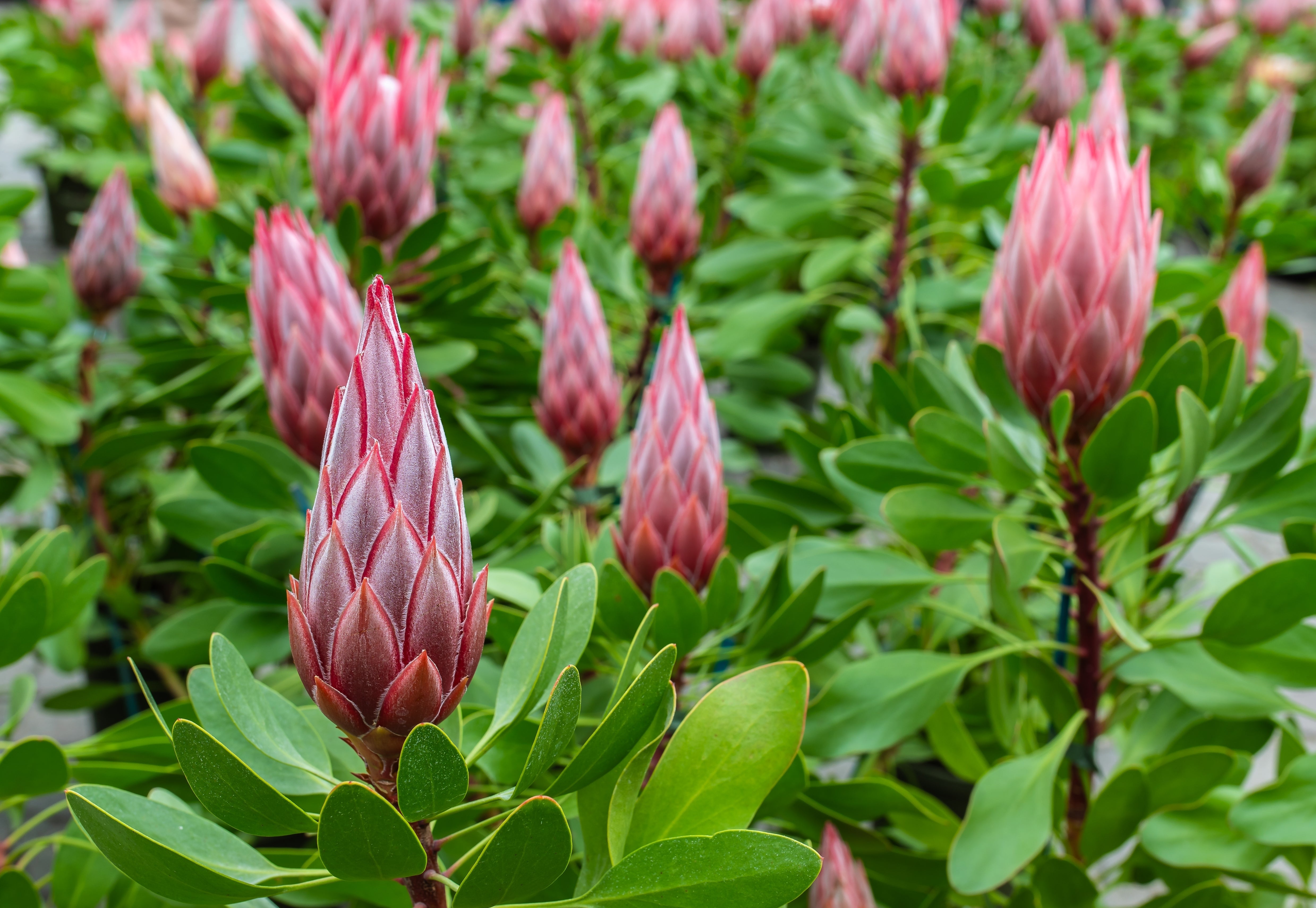 5 Giant KING PROTEA Cynaroides Sugarbush Rare 12" Flower Seeds