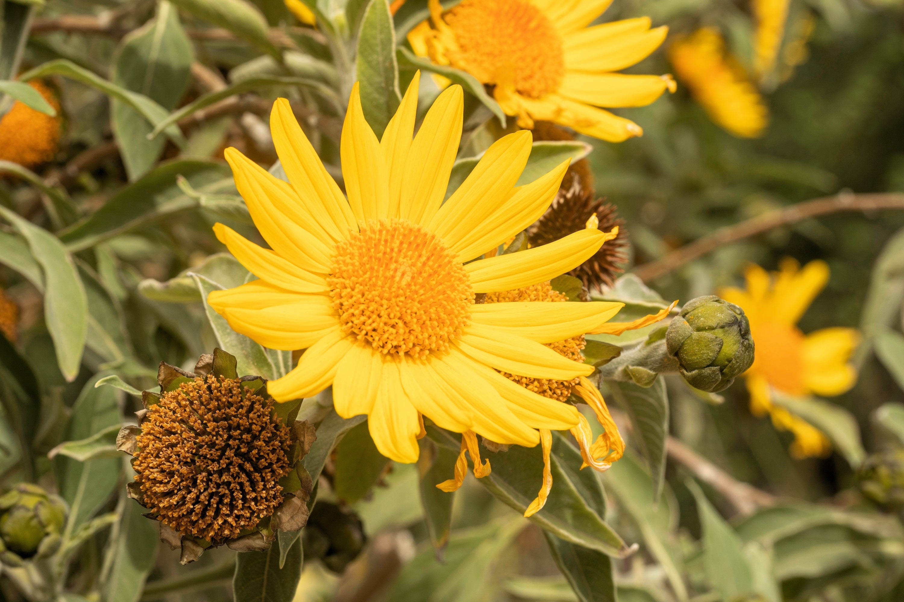 25 YELLOW Torch MEXICAN SUNFLOWER Tithonia Speciosa Flower Seeds