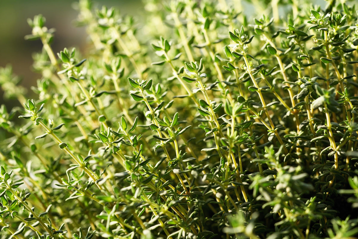 1000 Common GARDEN THYME English, German, French, or Winter Thymus Vulgaris Herb Flower Seeds