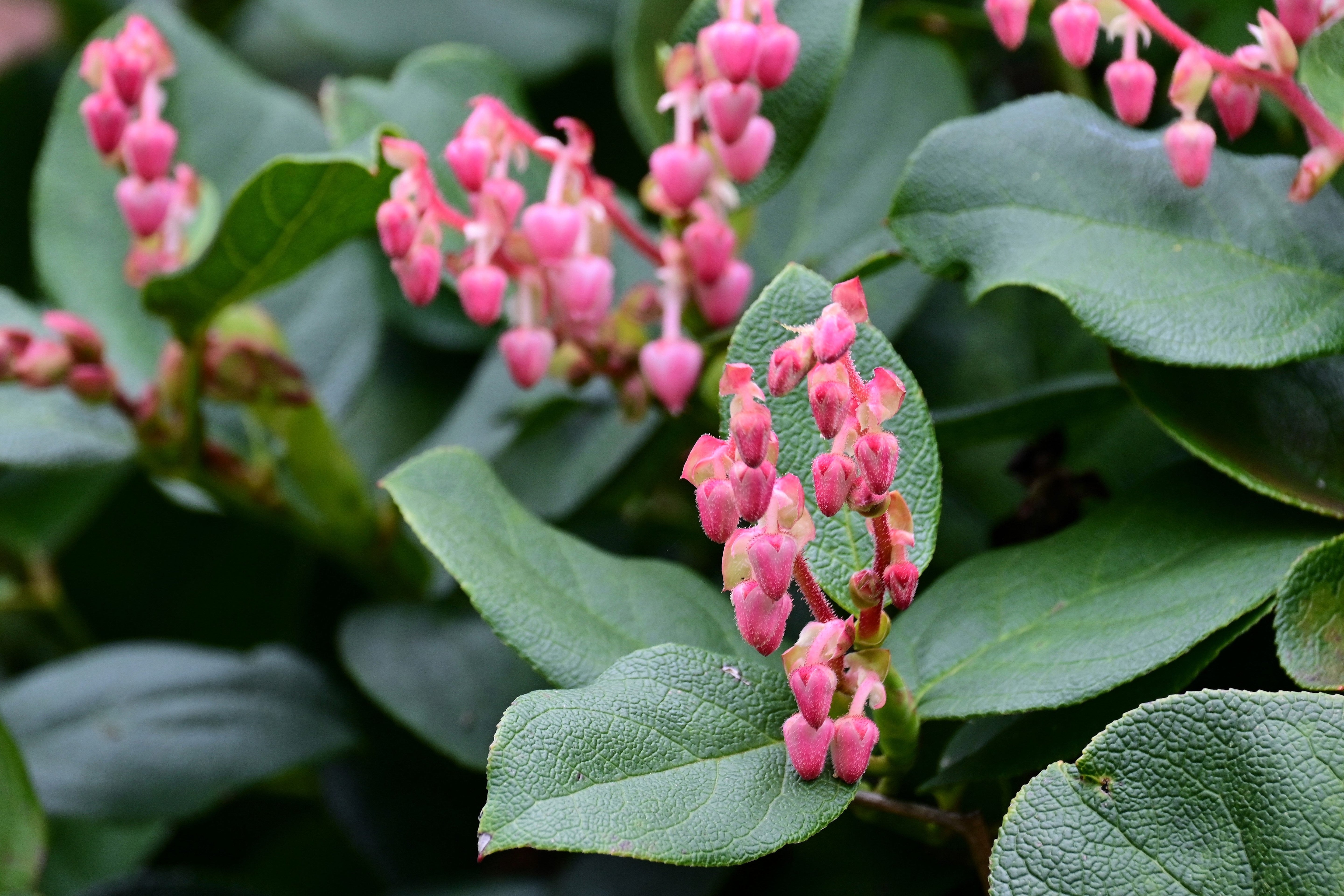 40 SALAL BERRY Gaultheria Shallon Pink White Flowers Blue Fruit Shrub Seeds