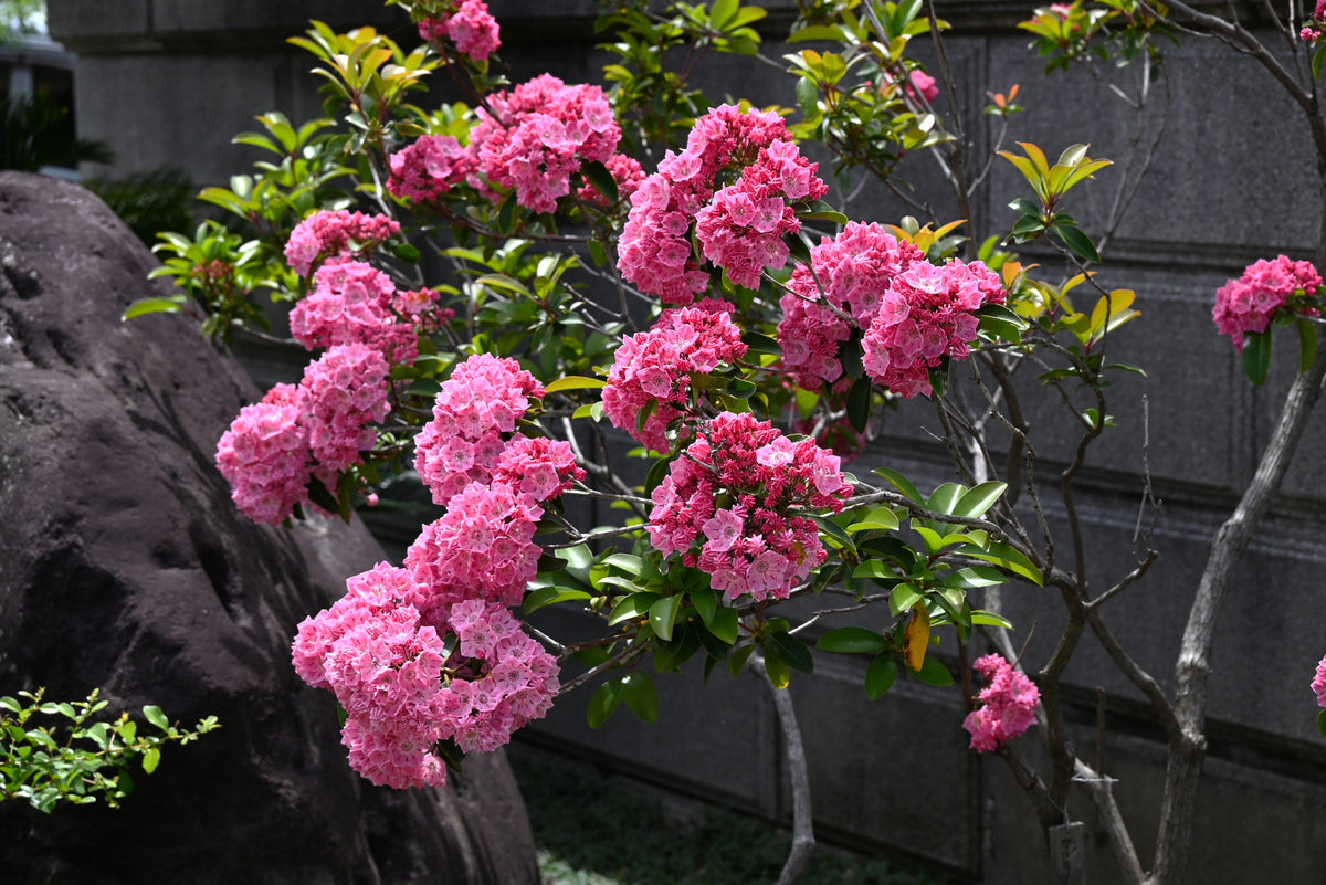 50 MOUNTAIN LAUREL White Pink Red Kalmia Latifolia Shrub Bush Seeds