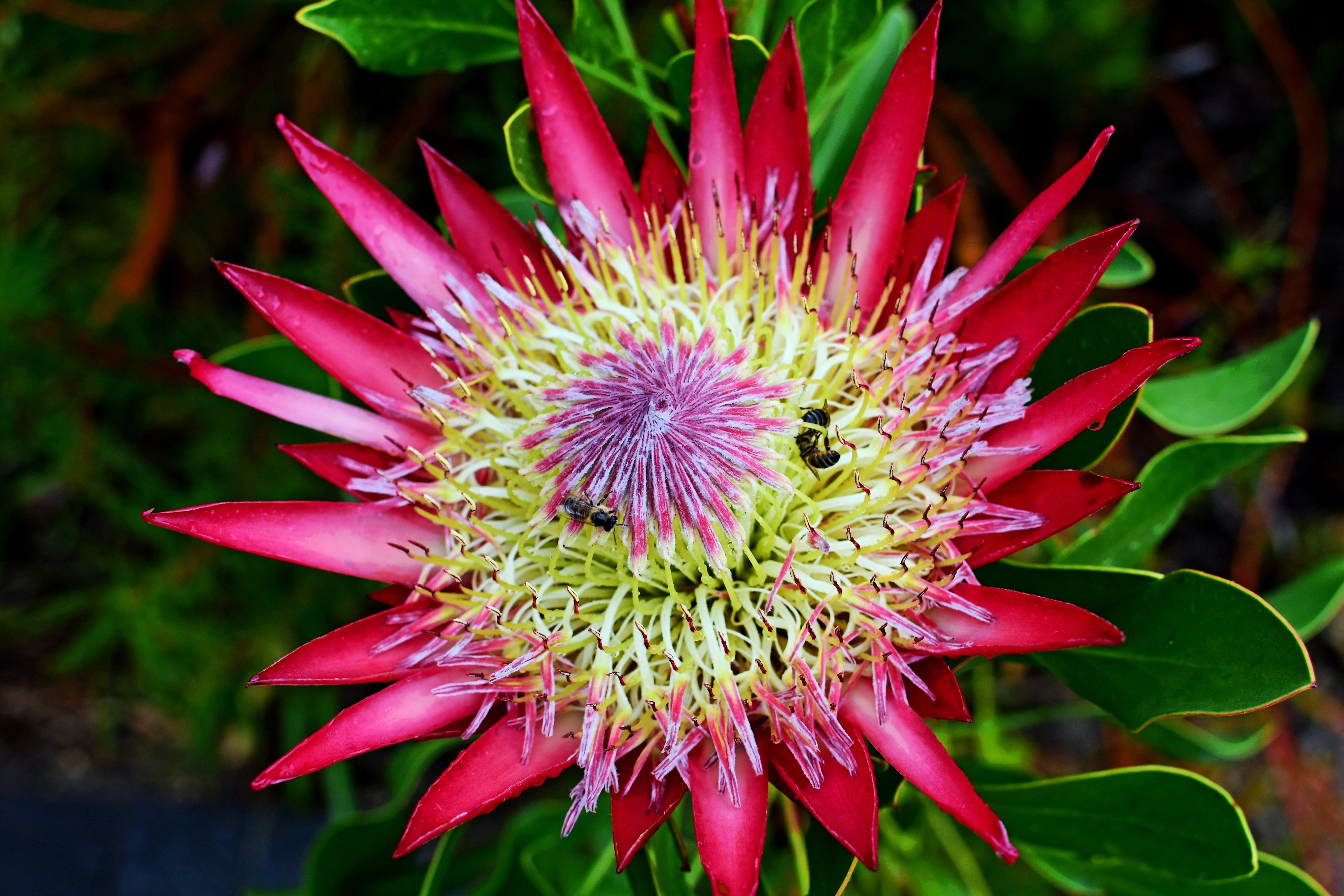 5 Giant KING PROTEA Cynaroides Sugarbush Rare 12" Flower Seeds