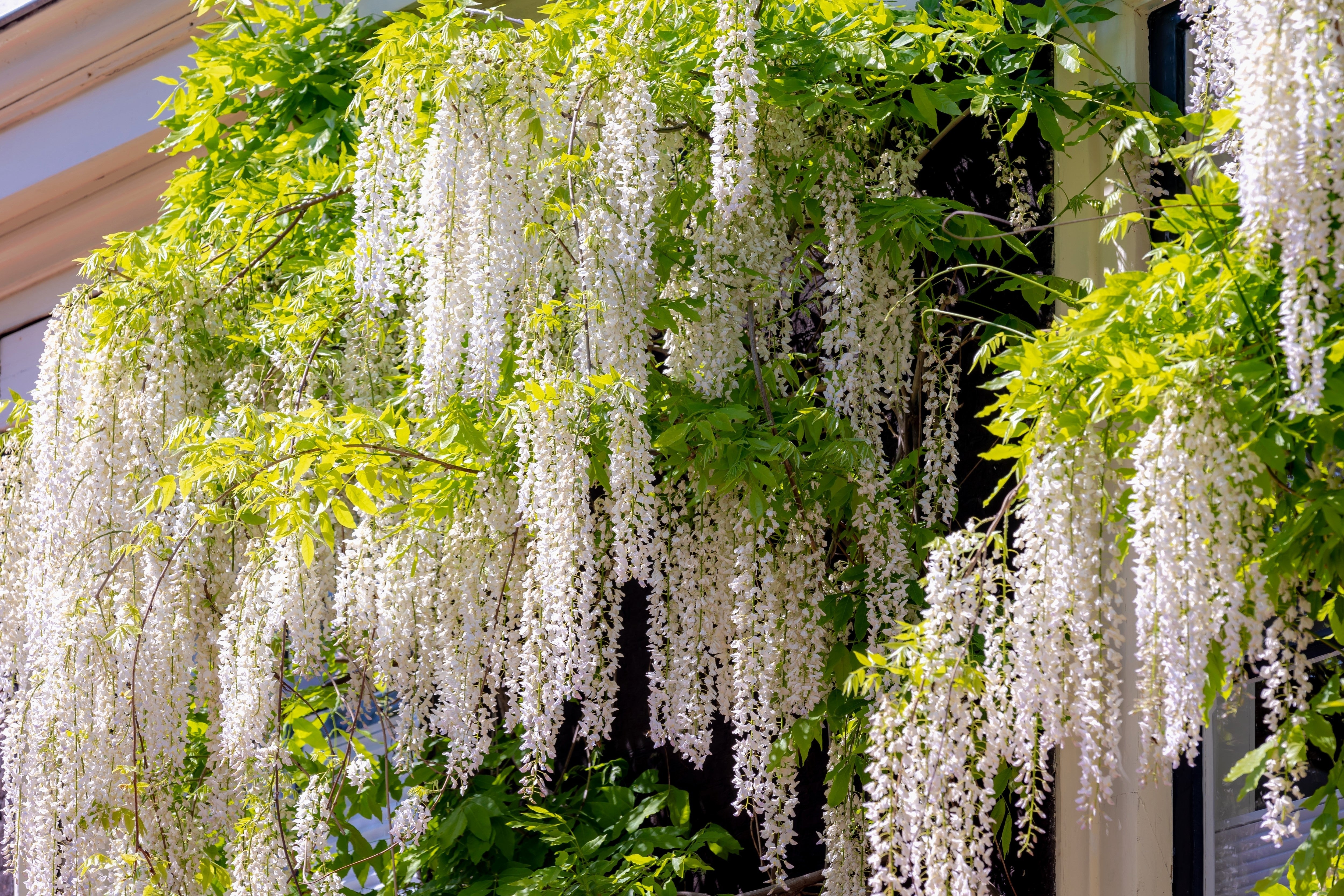 wisteria flower seeds 5 White WISTERIA Floribunda Alba Ornamental Japanese Flower Vine Seeds