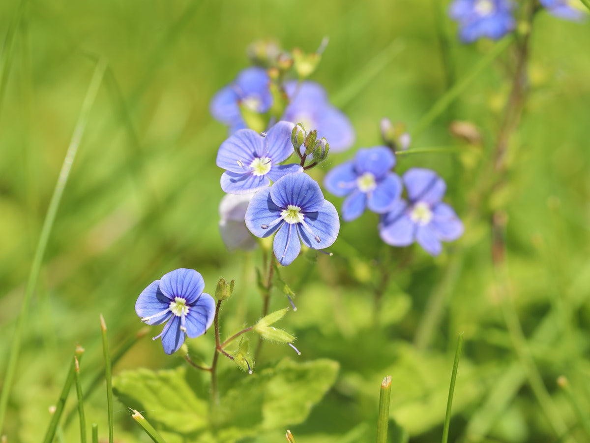 25 BLUE STREAK SPEEDWELL Veronica Gentianoides Flower Seeds
