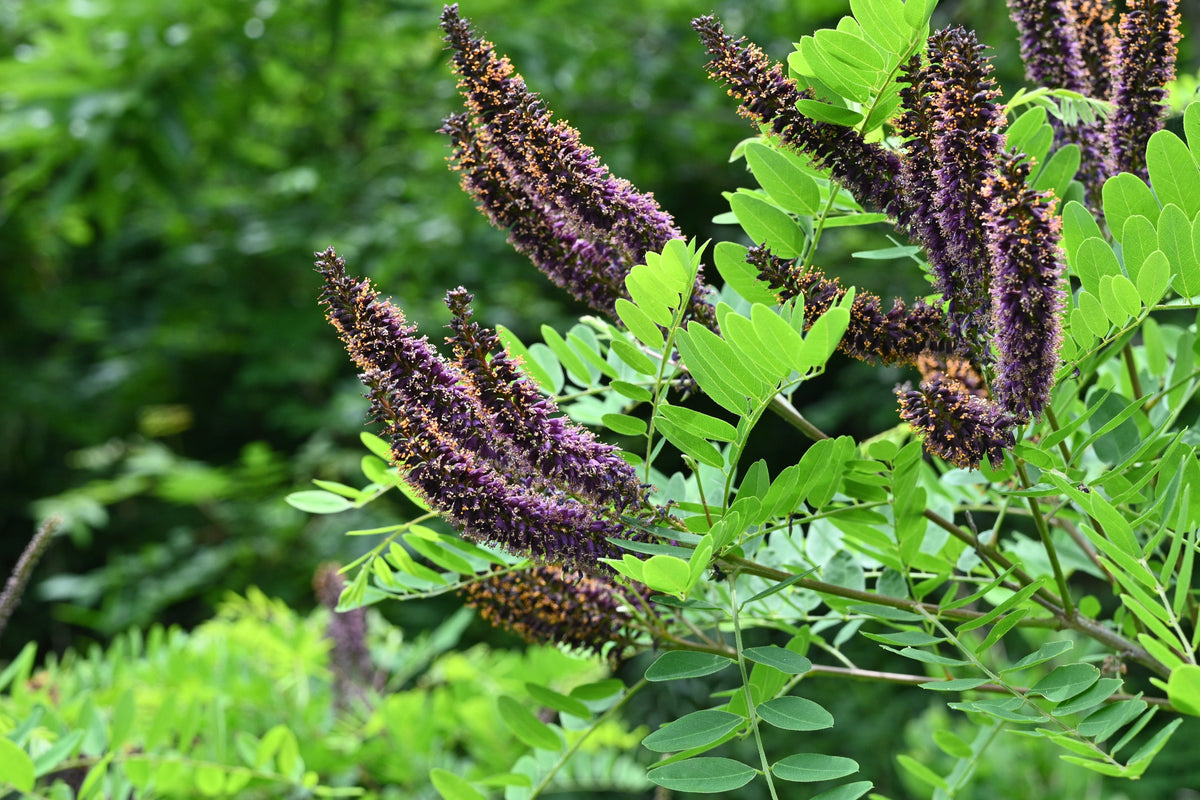 50 FRAGRANT FALSE INDIGO (Dwarf Wild Indigo) Amorpha Nana Flower Seeds