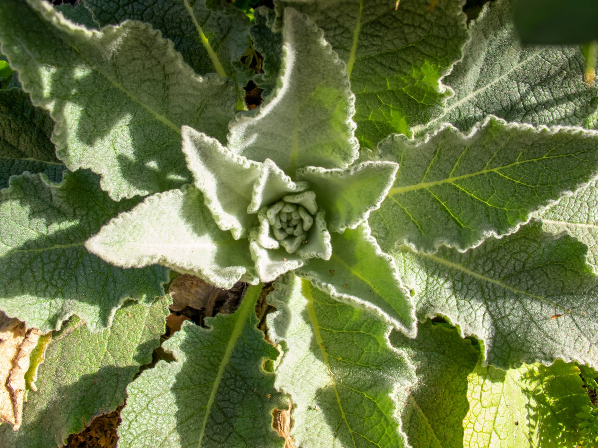 50 VIOLETTA VERBASCUM Phoeniceum Purple Mullein Nectar Flower Seeds