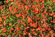 50 SCARLET MASK FLOWER Hummingbird Plant Red Alonsoa Warscewiczii Seeds