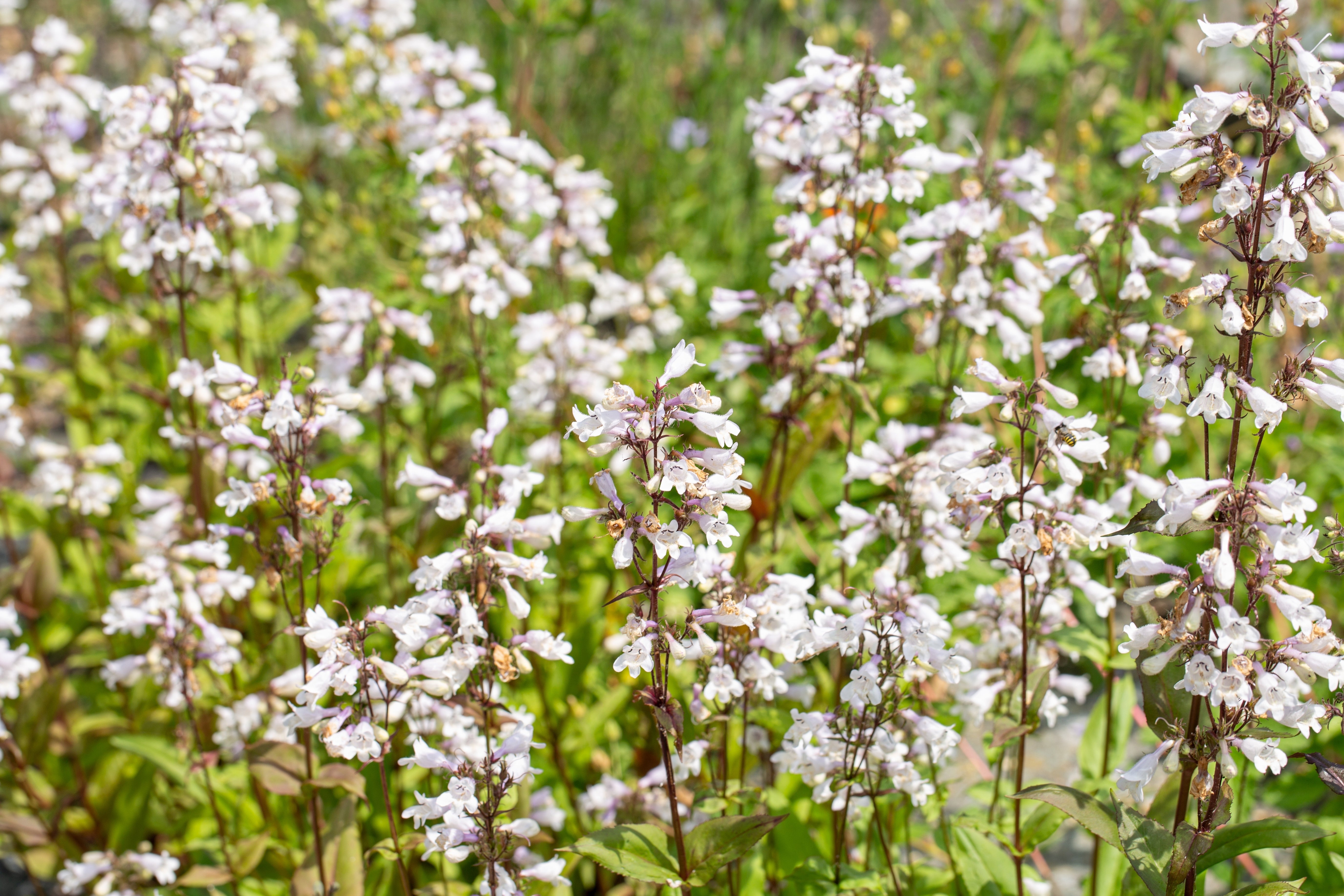 1000 WHITE FOXGLOVE BEARDTONGUE Penstemon Digitalis Flower Seeds