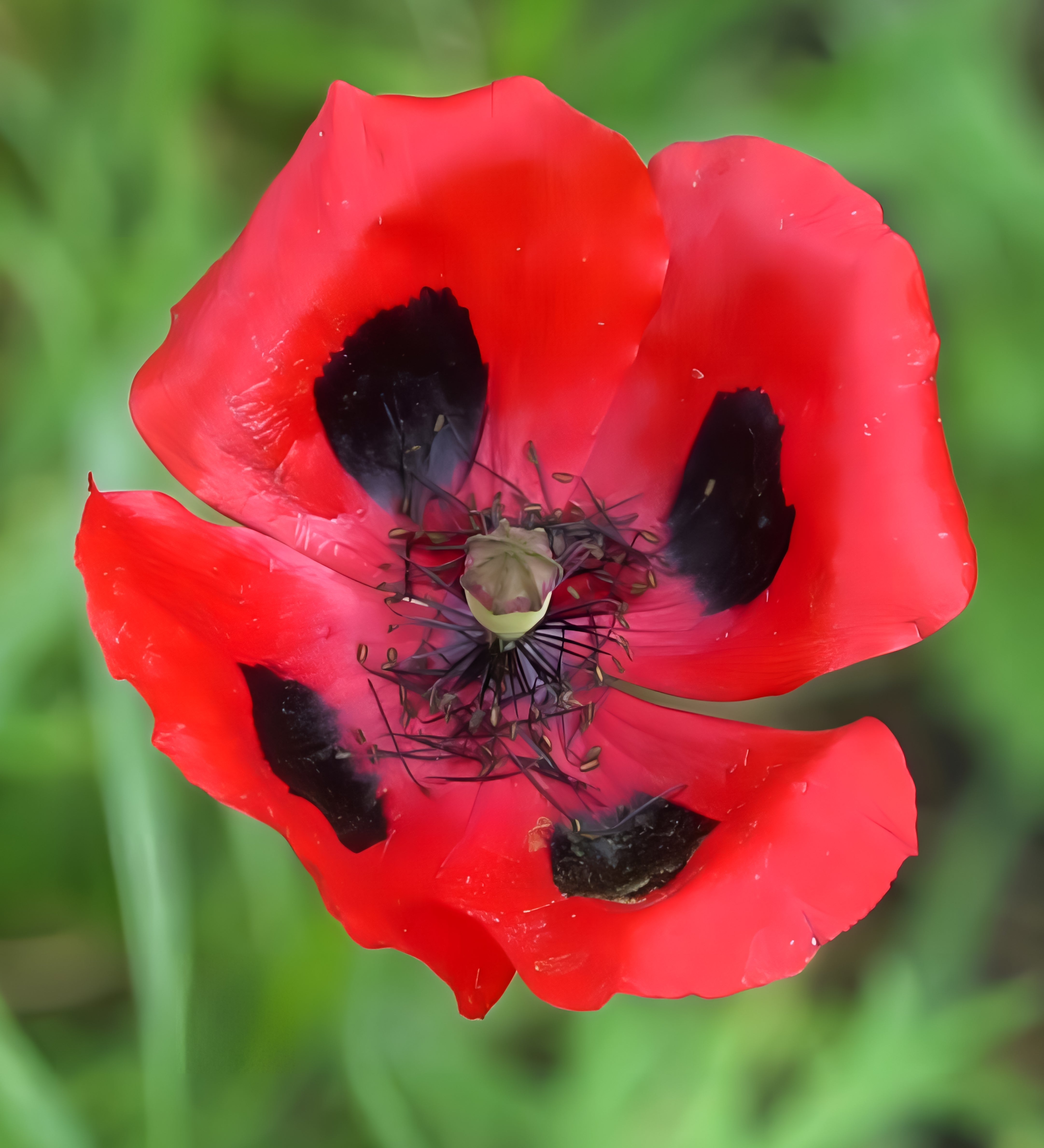 150 Red LADYBIRD POPPY Papaver Commutatum Scarlet Black Flower Seeds