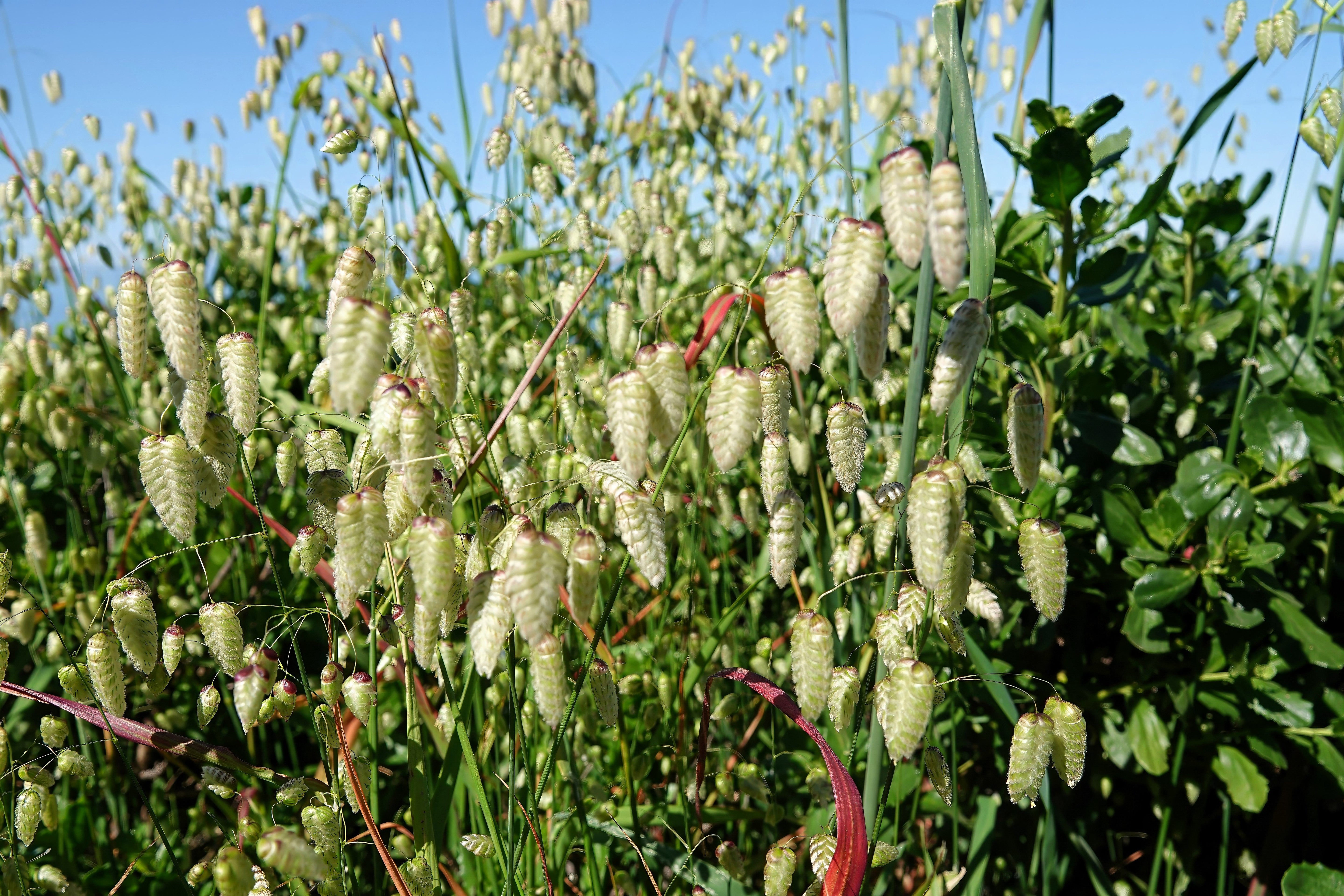 100 QUAKING GRASS (Rattlesnake Grass) Briza Maxima Seeds