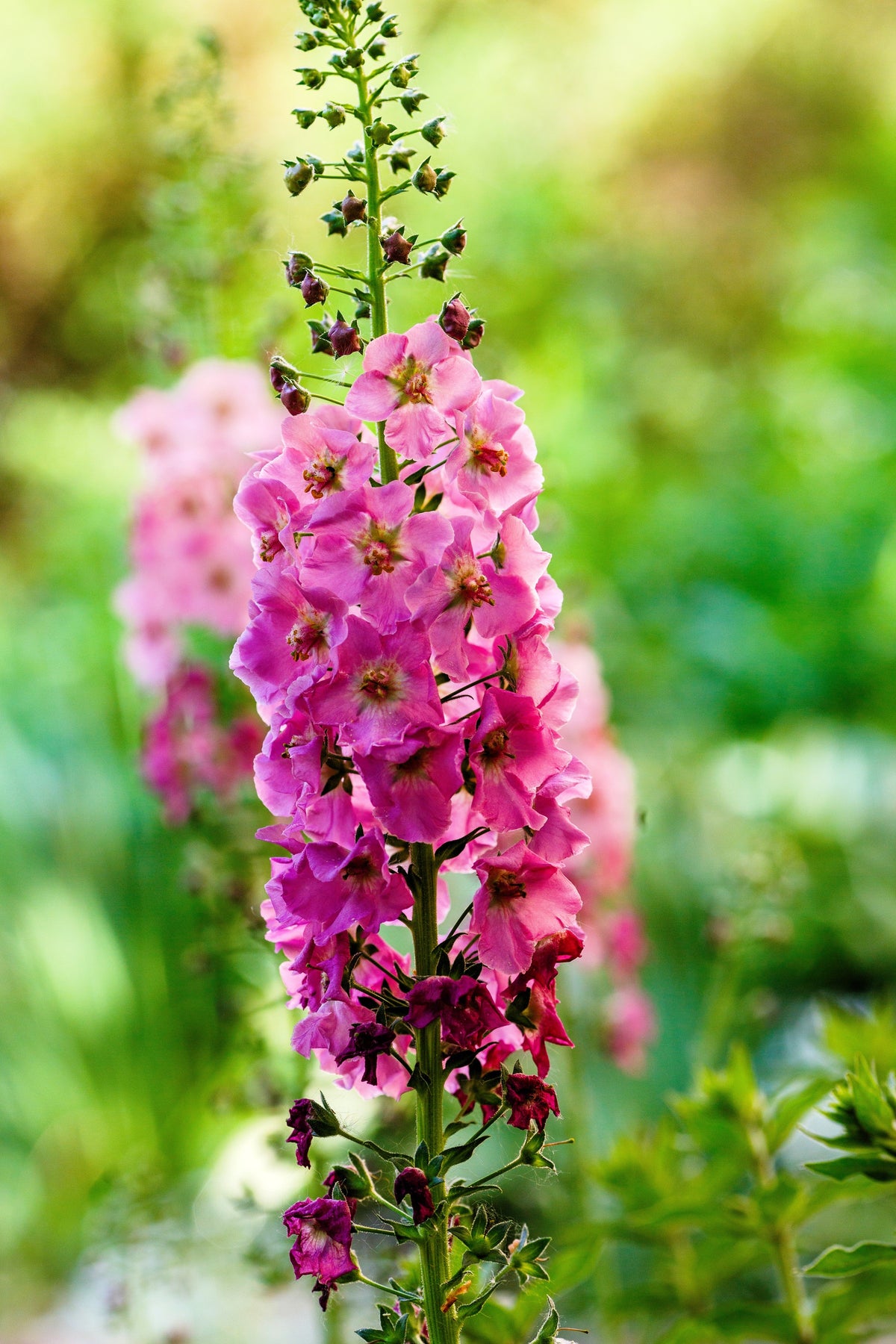 100 MIXED COLORS VERBASCUM Verbascum Phoeniceum Flower Seeds