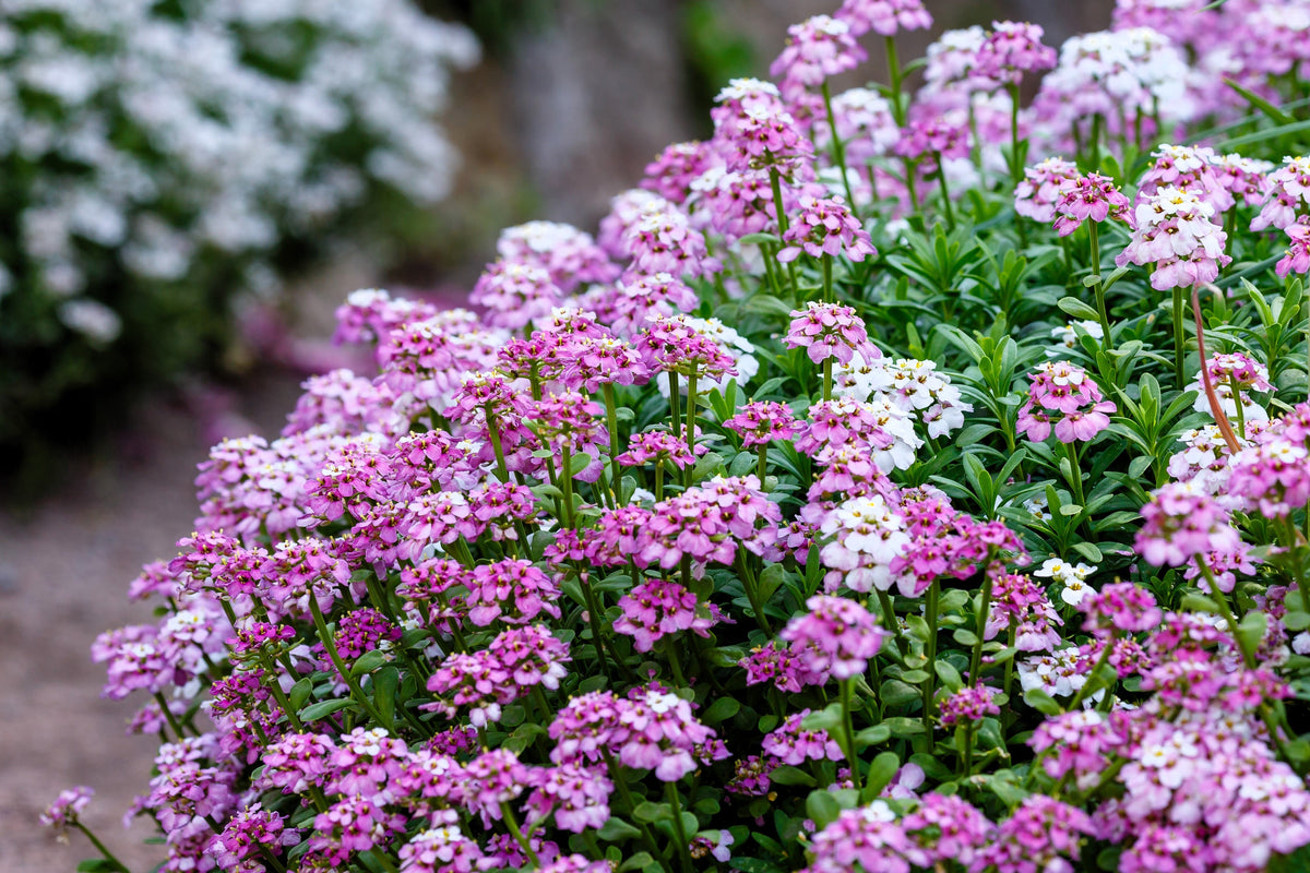 2000 Fairy DWARF MIX CANDYTUFT Iberis Umbellata Flower Seeds