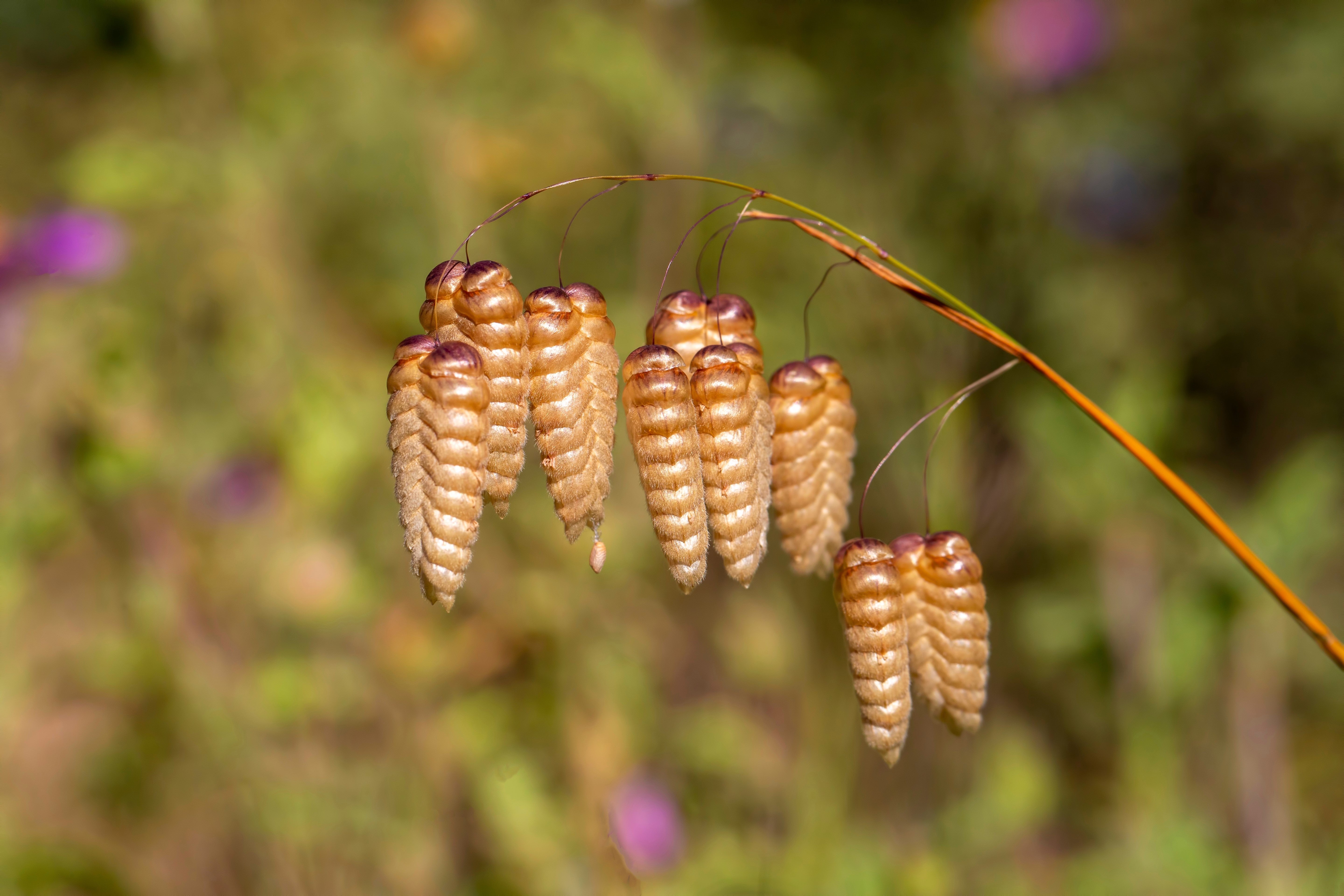 100 QUAKING GRASS (Rattlesnake Grass) Briza Maxima Seeds