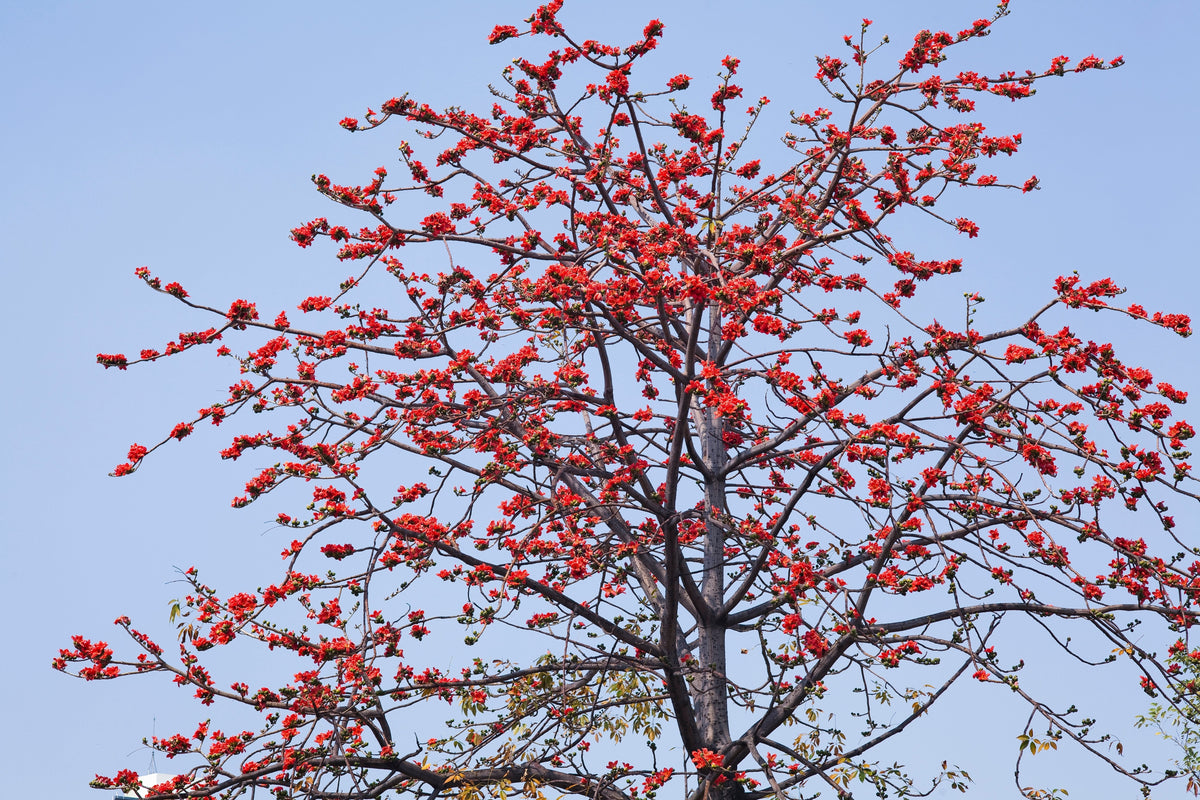 10 RED SILK COTTON Tree Bombax Ceiba Kapok Tropical Flower Seeds