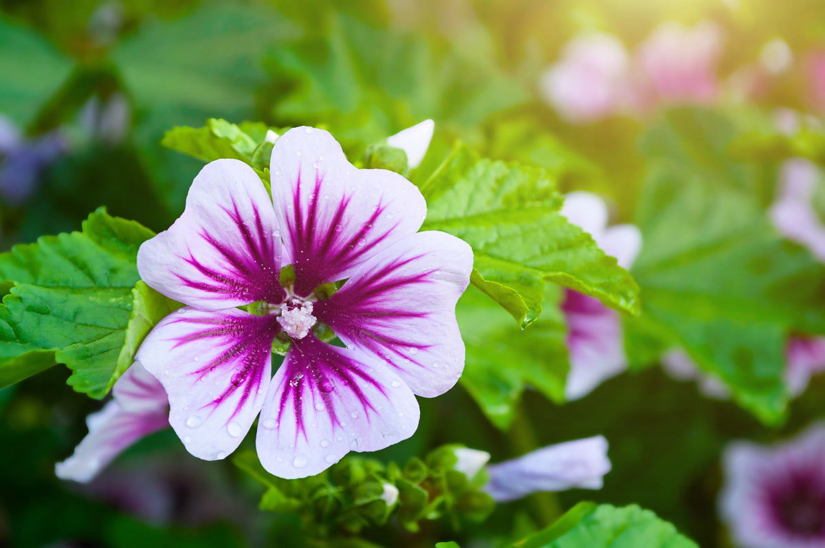 20 ZEBRA MALLOW Malva sylvestris var. Zebrina Flower Seeds
