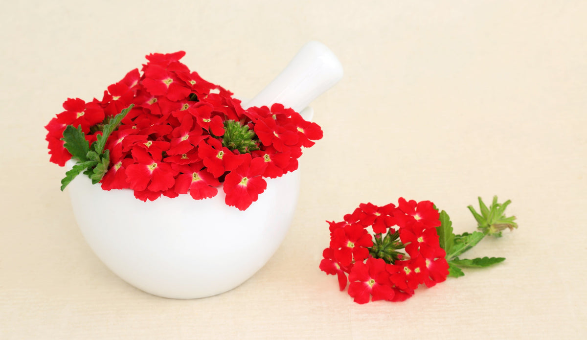 50 SCARLET VERBENA Red Nana Compacta Fragrant Flower Seeds