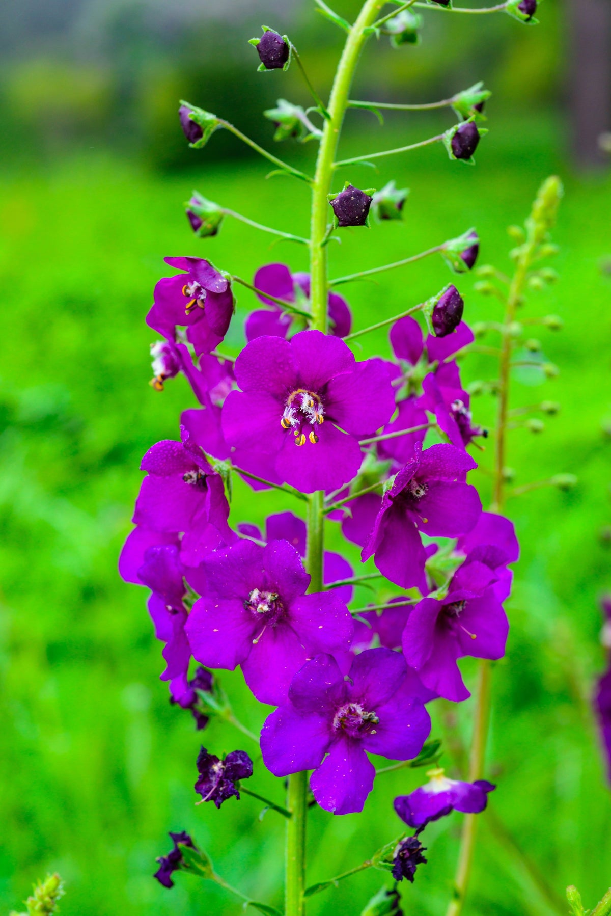 50 VIOLETTA VERBASCUM Phoeniceum Purple Mullein Nectar Flower Seeds