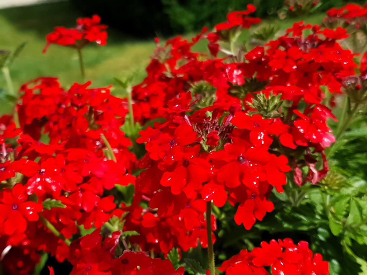 50 SCARLET VERBENA Red Nana Compacta Fragrant Flower Seeds