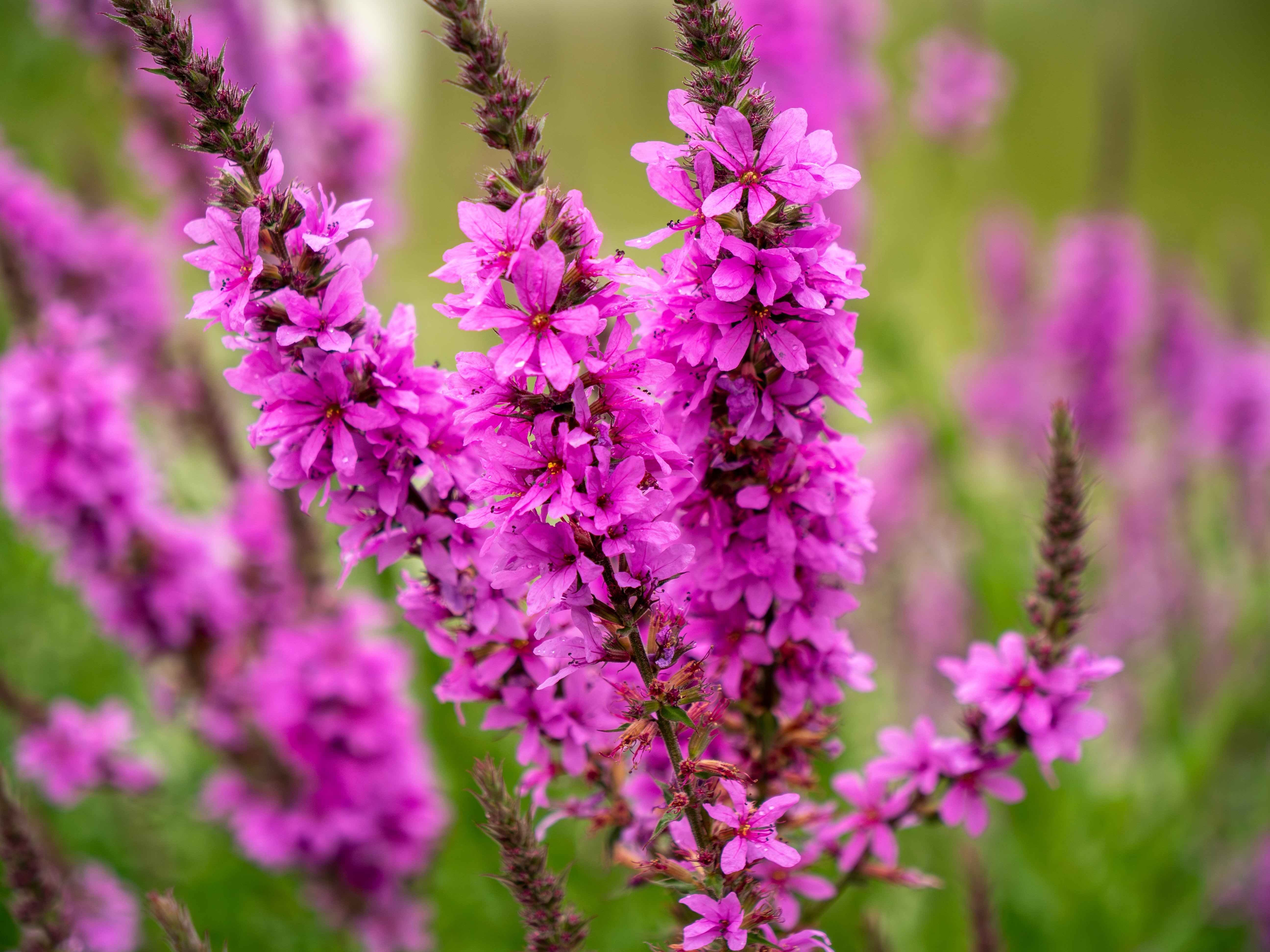 1000 PINK WINGED LOOSESTRIFE Lythrum Alatum Flower Seeds