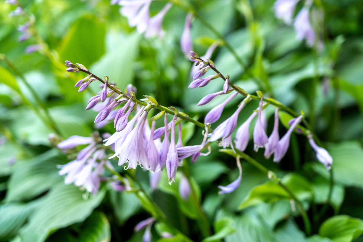 10 HOSTA ELEGANS Shade Lover Flower Seeds