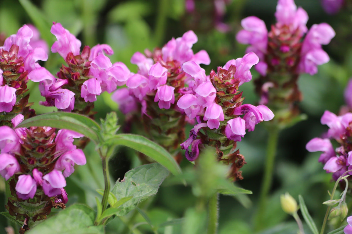 50 PAGODA MIX PRUNELLA Grandiflora Bigflower Selfheal Blue Pink etc Flower Seeds