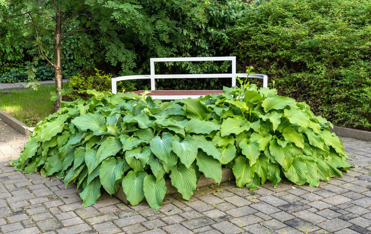 10 HOSTA ELEGANS Shade Lover Flower Seeds