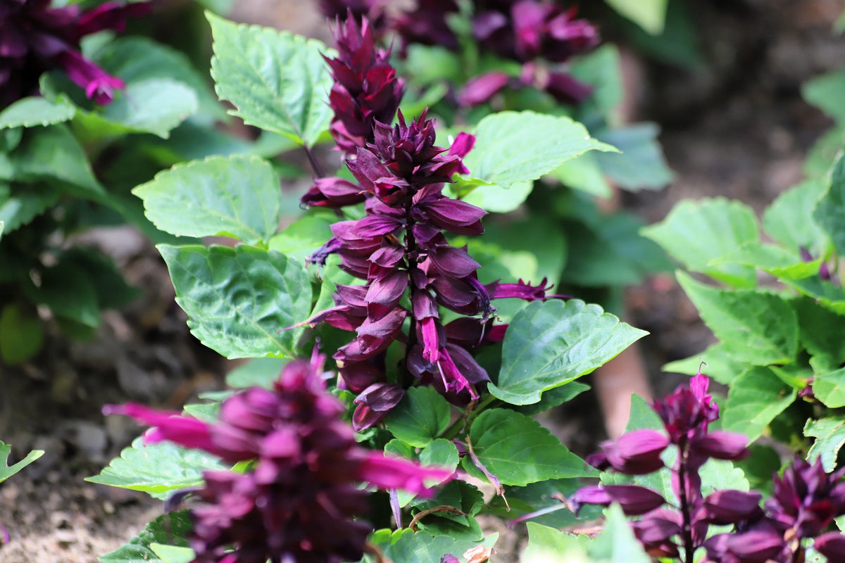 20 BRIGHT PURPLE SALVIA Splendens Scarlet Sage Flower Seeds