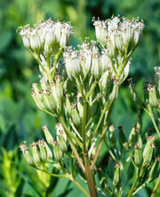 50 GREAT INDIAN PLANTAIN Cacalia Muhlenbergii White Flower Seeds