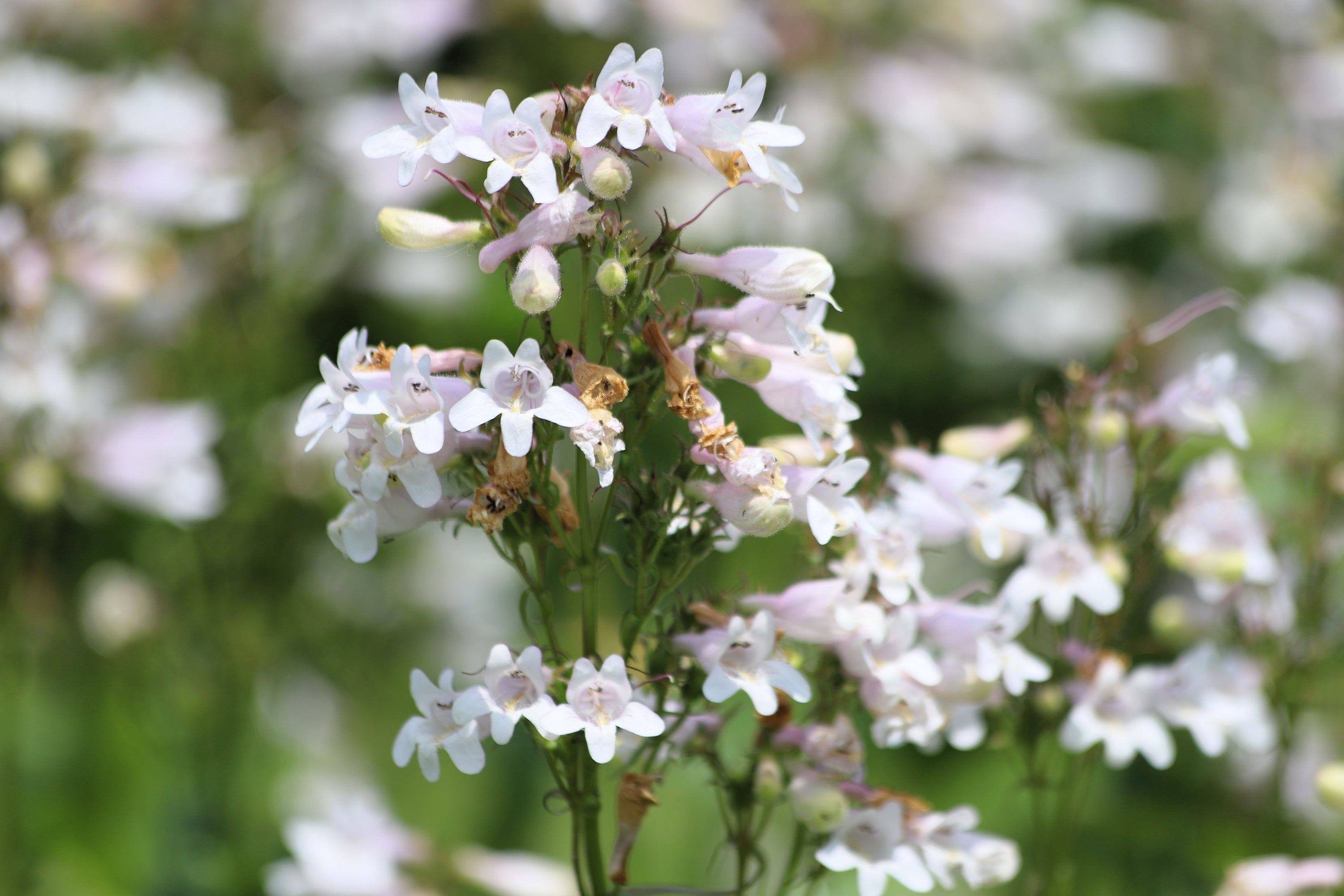 1000 WHITE FOXGLOVE BEARDTONGUE Penstemon Digitalis Flower Seeds
