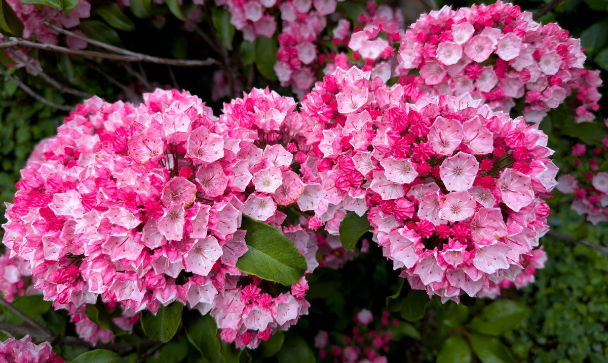 50 MOUNTAIN LAUREL White Pink Red Kalmia Latifolia Shrub Bush Seeds