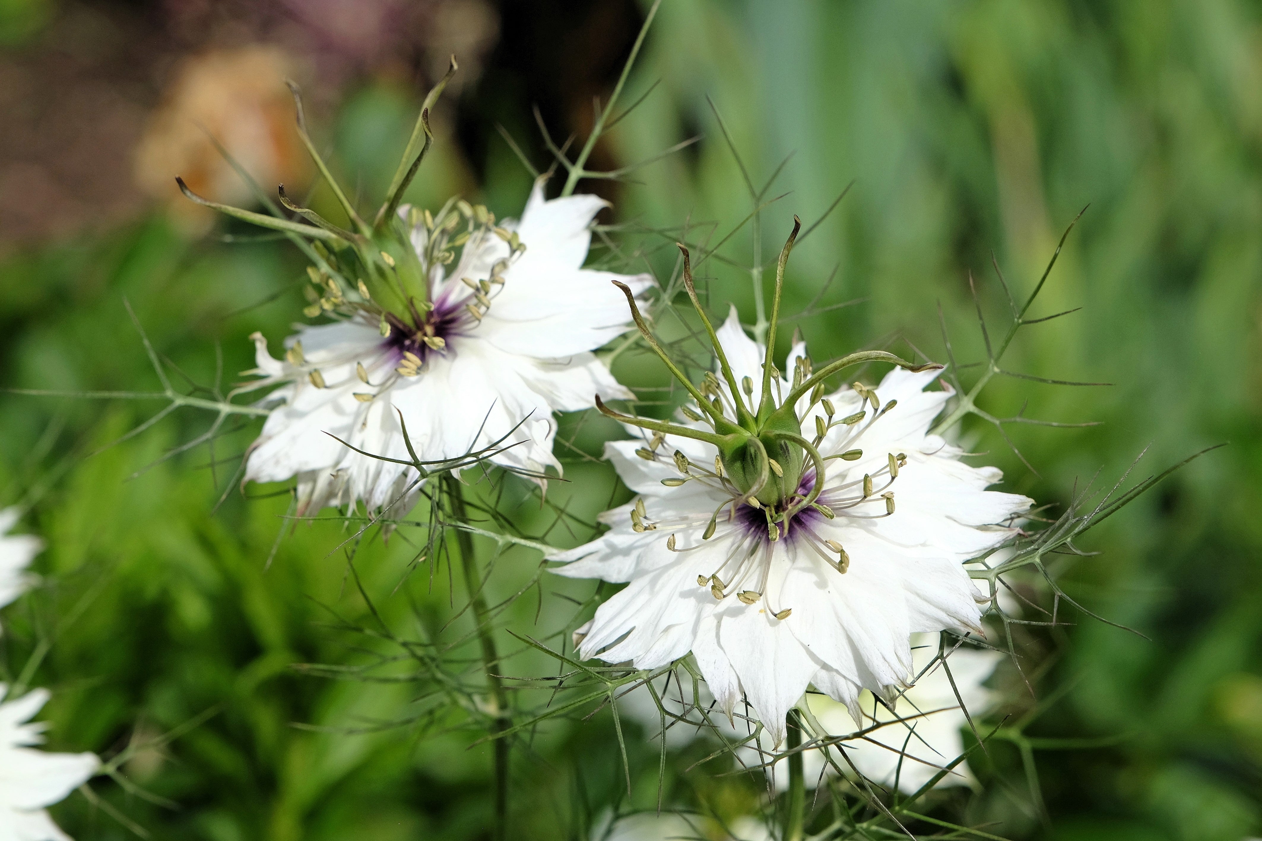 500 White LOVE IN A MIST ( Fennel Flower ) Nigella Damascena Flower Seeds