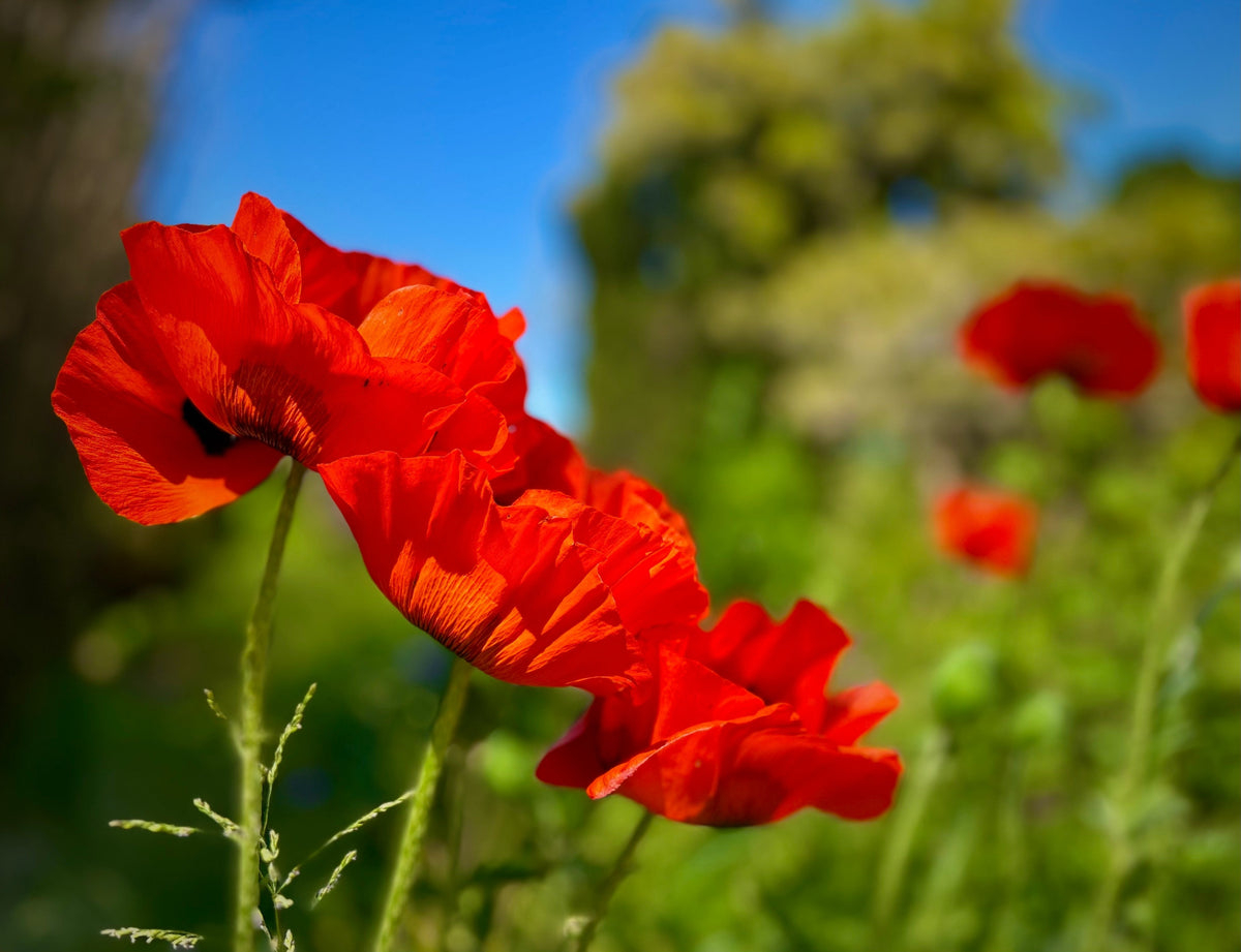 100 BEAUTY Of Livermere ORIENTAL POPPY Papaver Orientale Flower Seeds