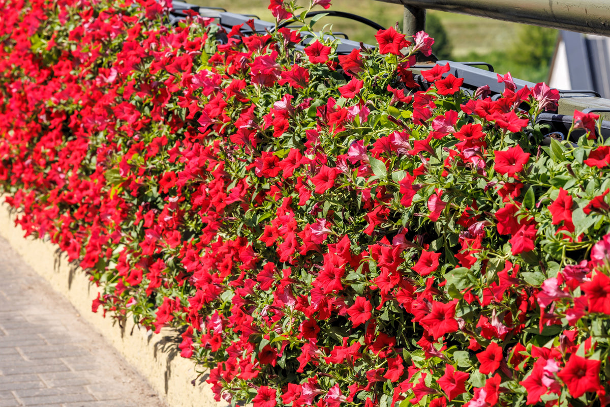 500 Fire Chief RED PETUNIA Nana Compacta Sun Annual AAS Winner Fragrant Hummingbird Flower Seeds